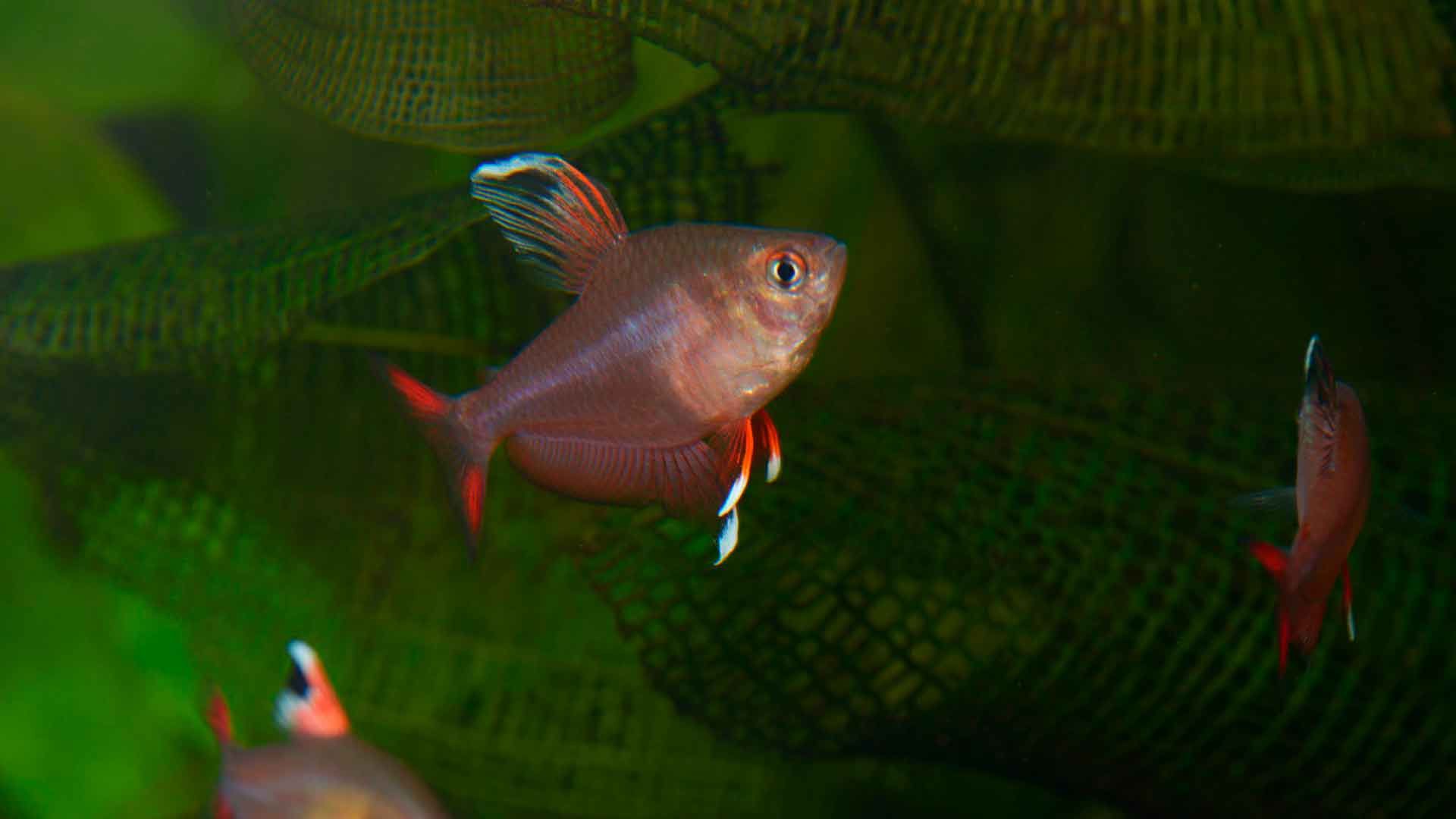 Moonrise Pink Glofish Tetra