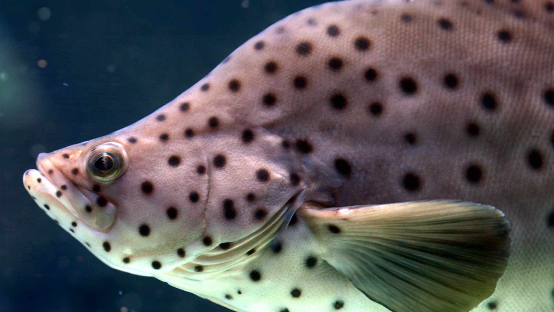 Humpback Grouper