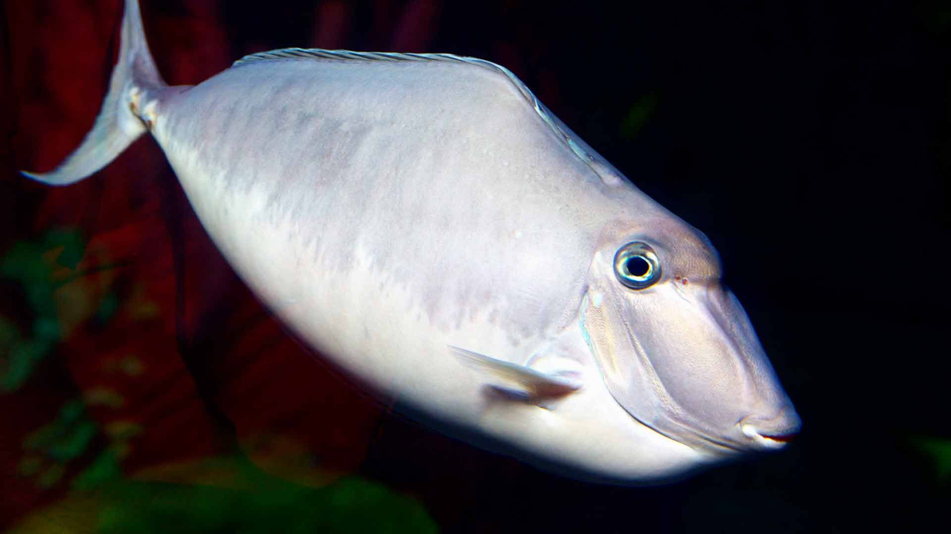 Pez Unicornio Poema Del Mar Acuario Gran Canaria