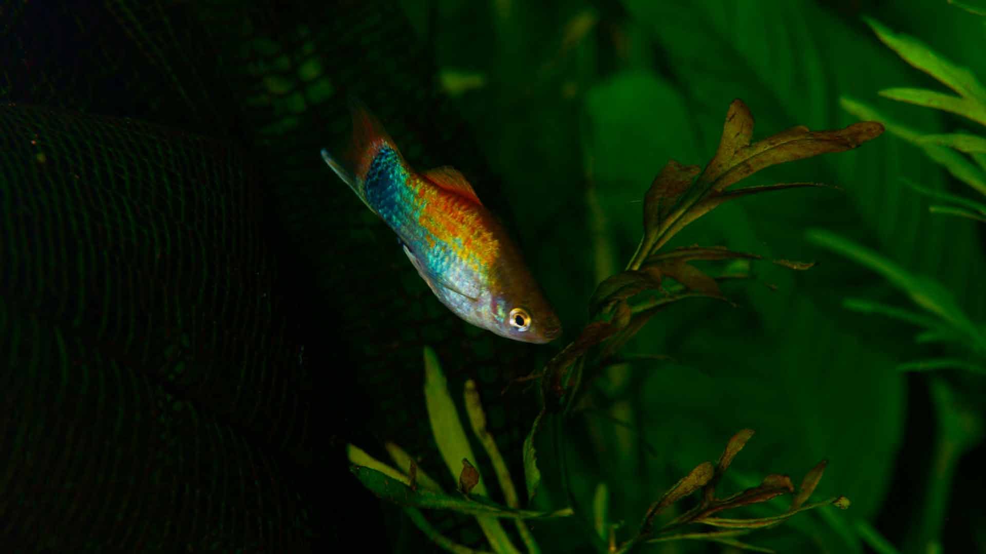 Mickey Mouse Platy