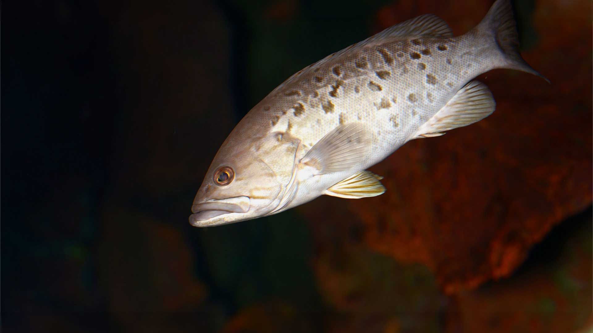 Island Grouper