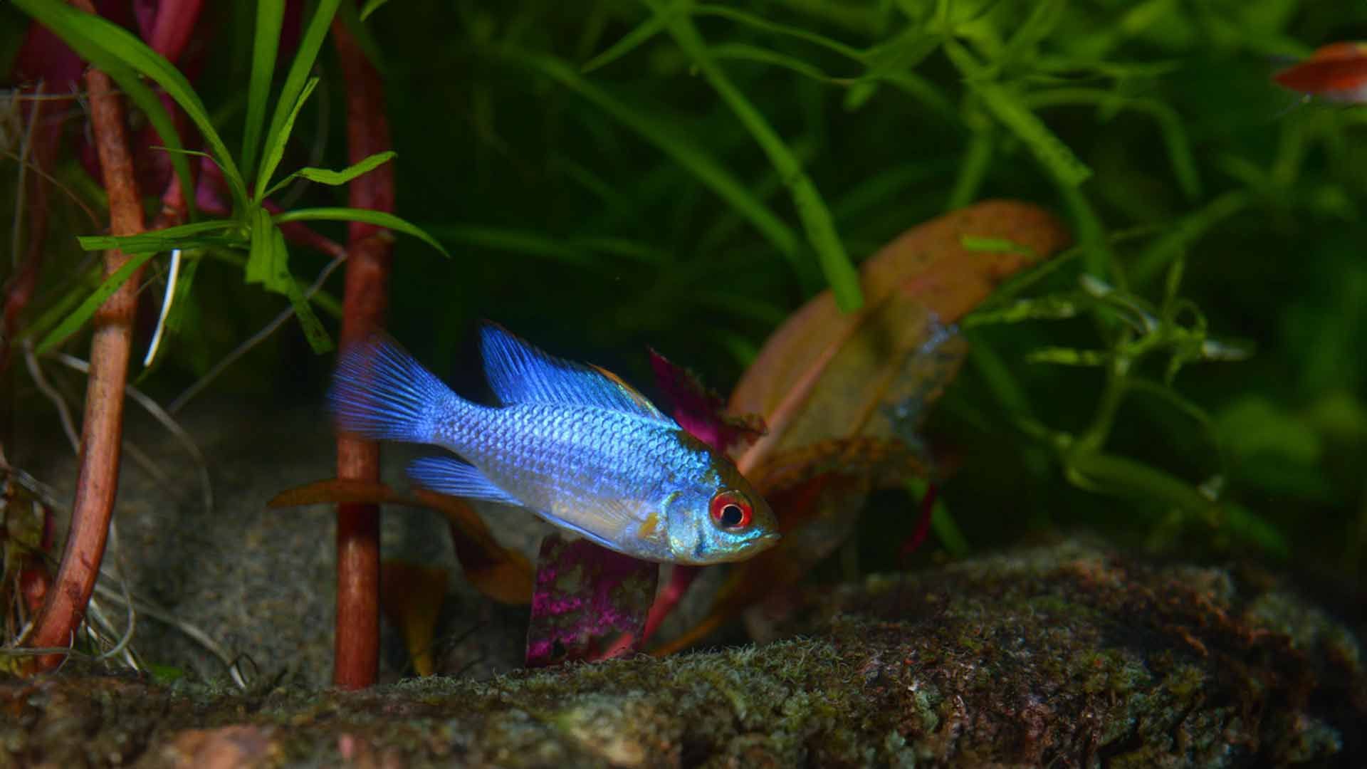 Butterfly Cichlid