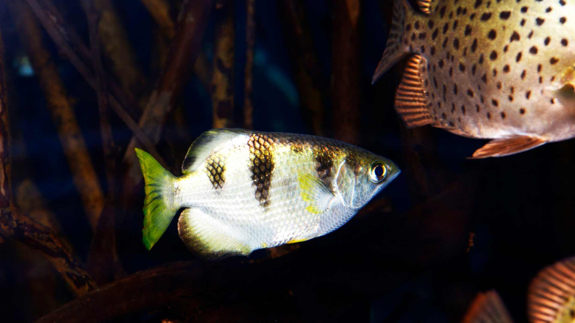 Archerfish