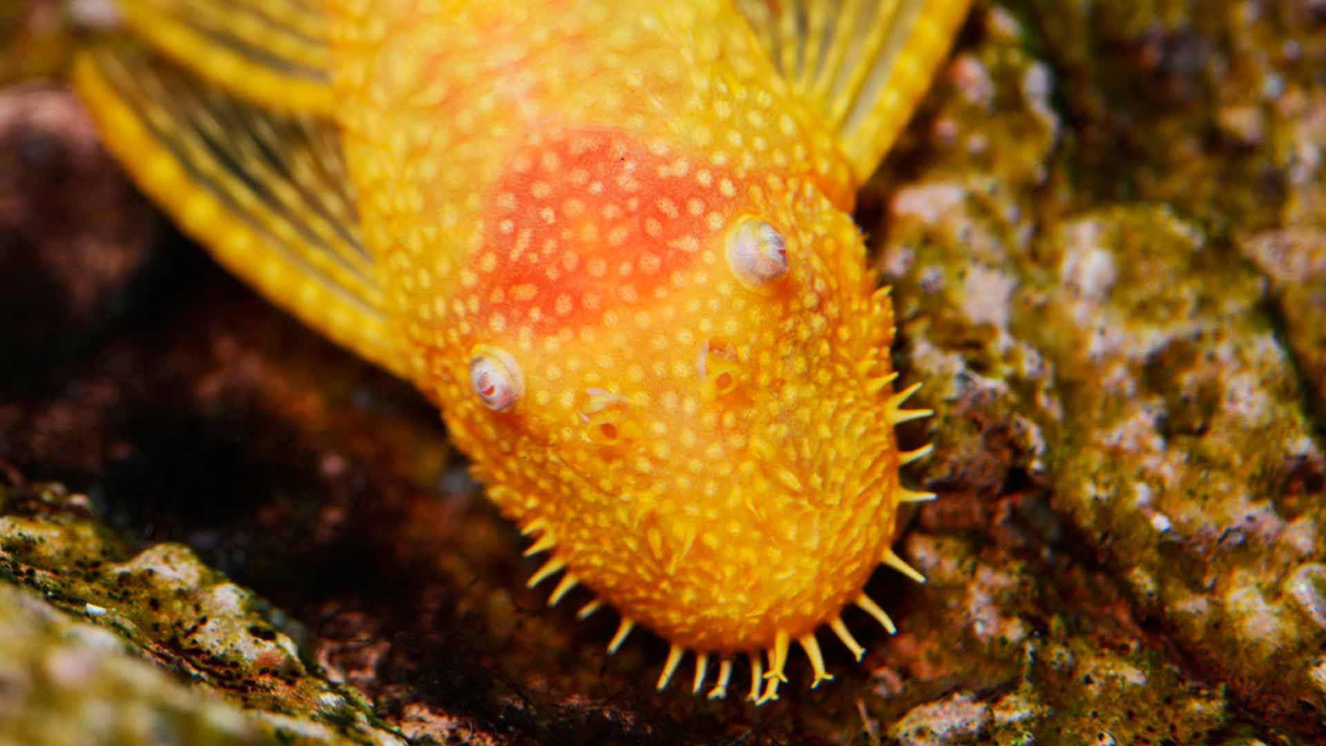 Bristlenose Pleco