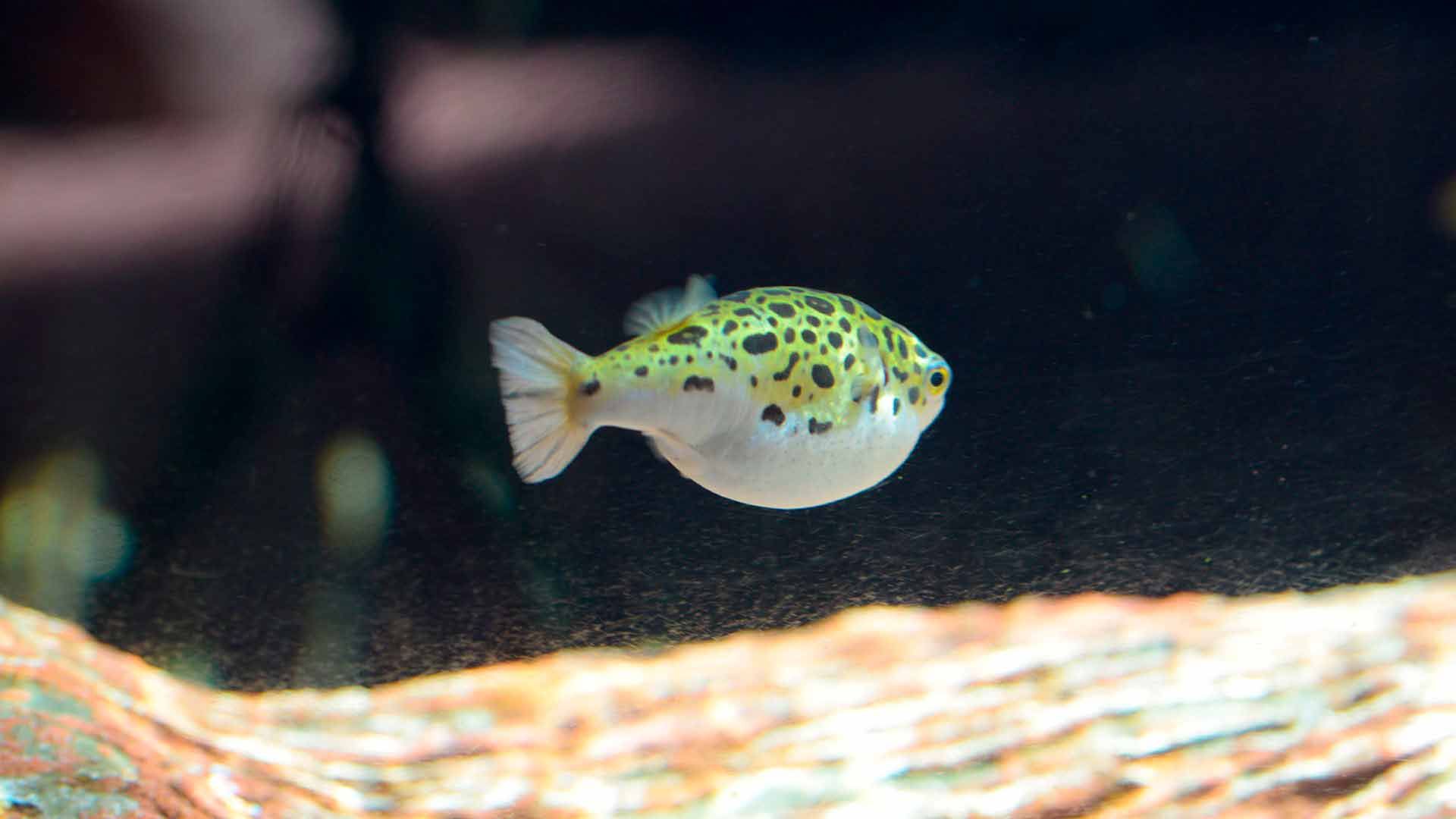 Green Spotted Puffer