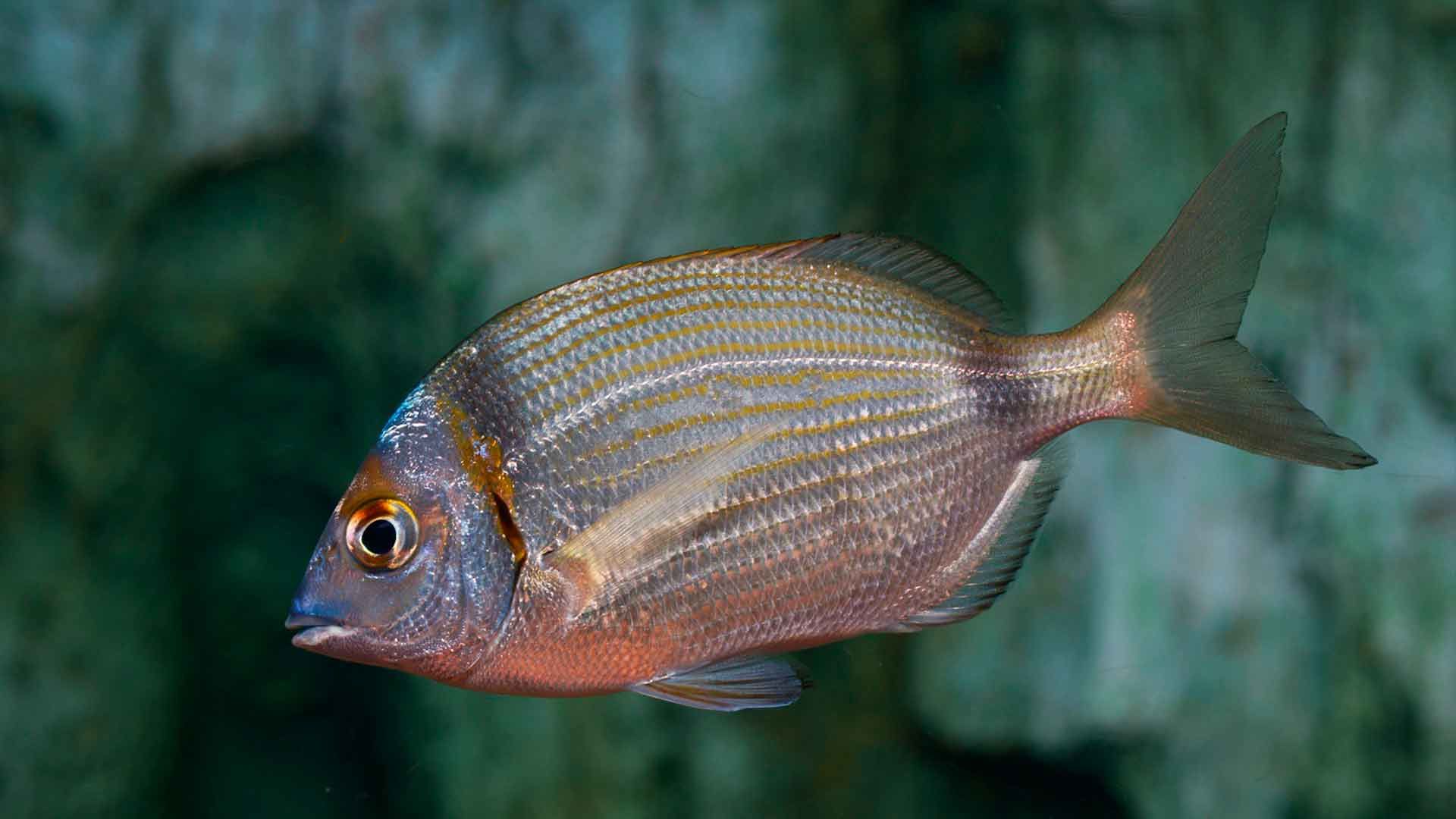 Two Banded Seabream Poema Del Mar Aquarium Gran Canaria