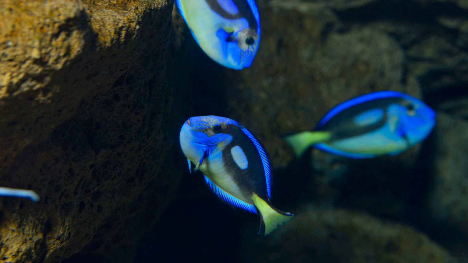 Regal Blue Tang