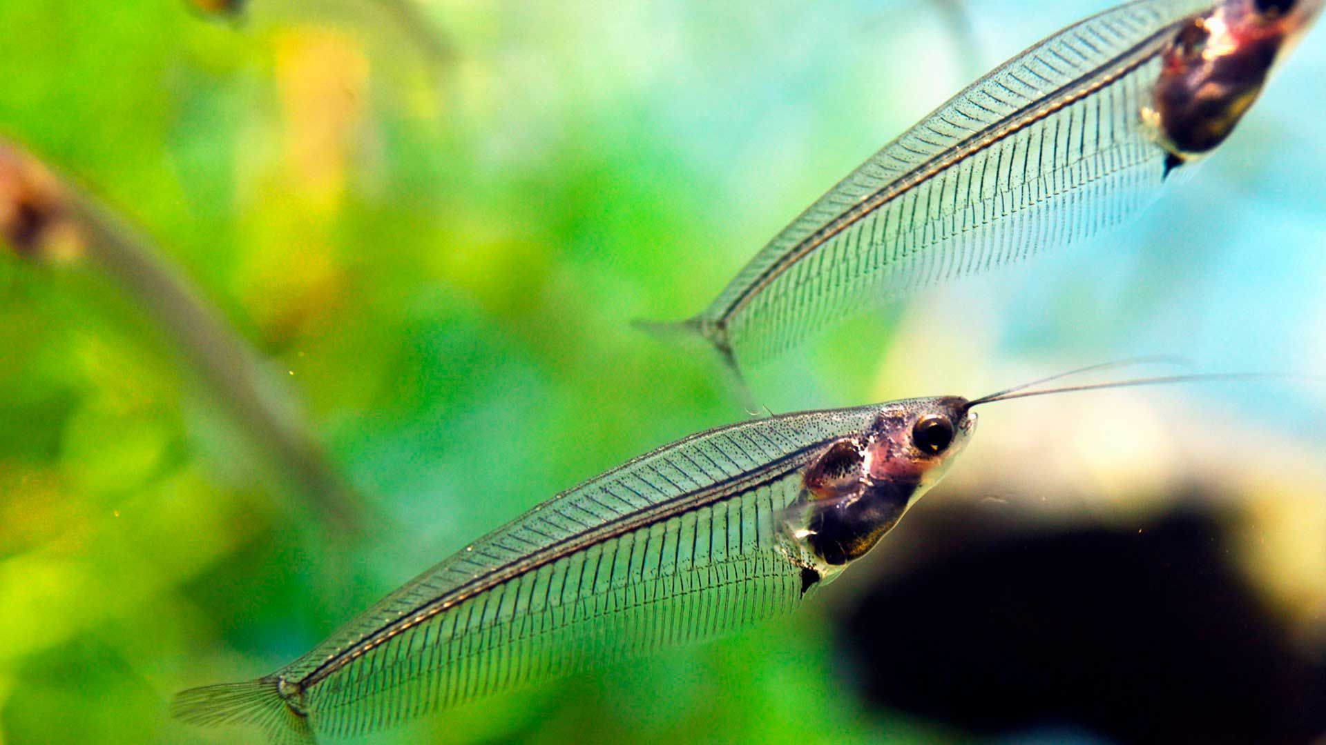 Glass Catfish