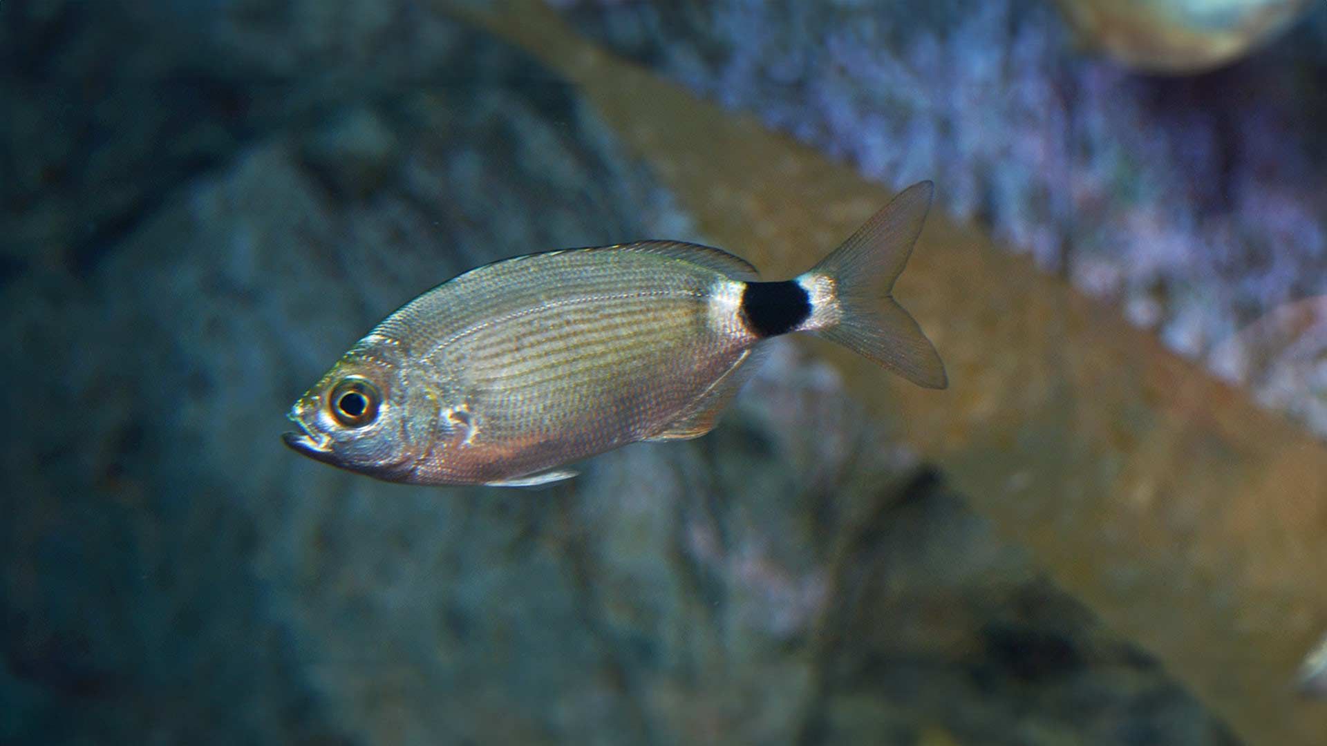 Saddled Seabream