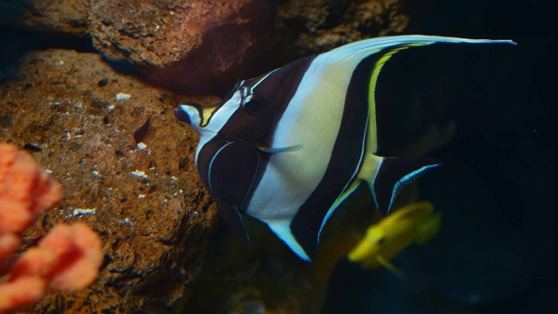 Moorish Idol