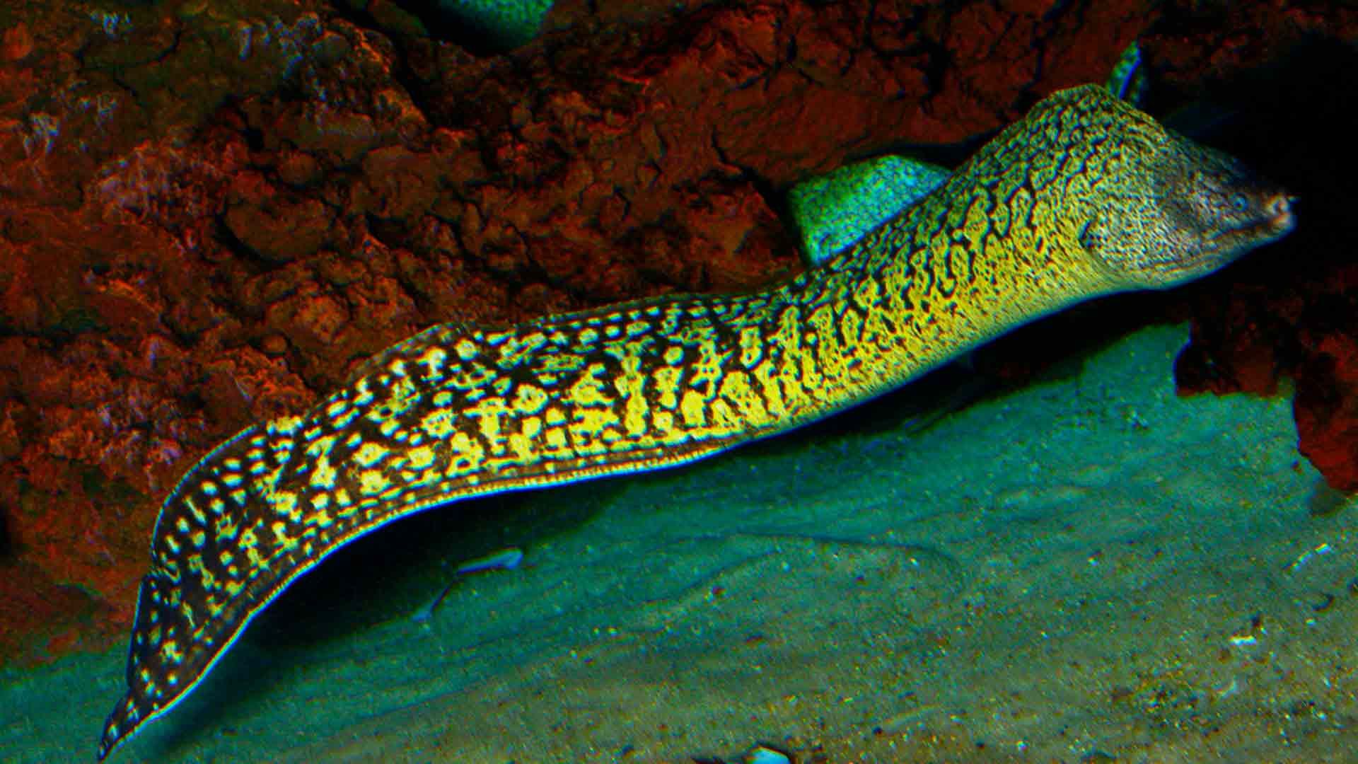 Moray Eel Poema Del Mar Aquarium Gran Canaria