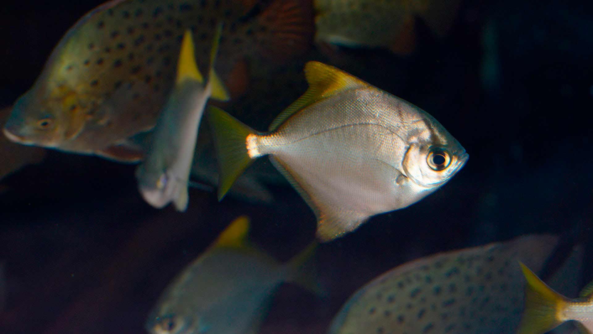 Malaysian Angelfish