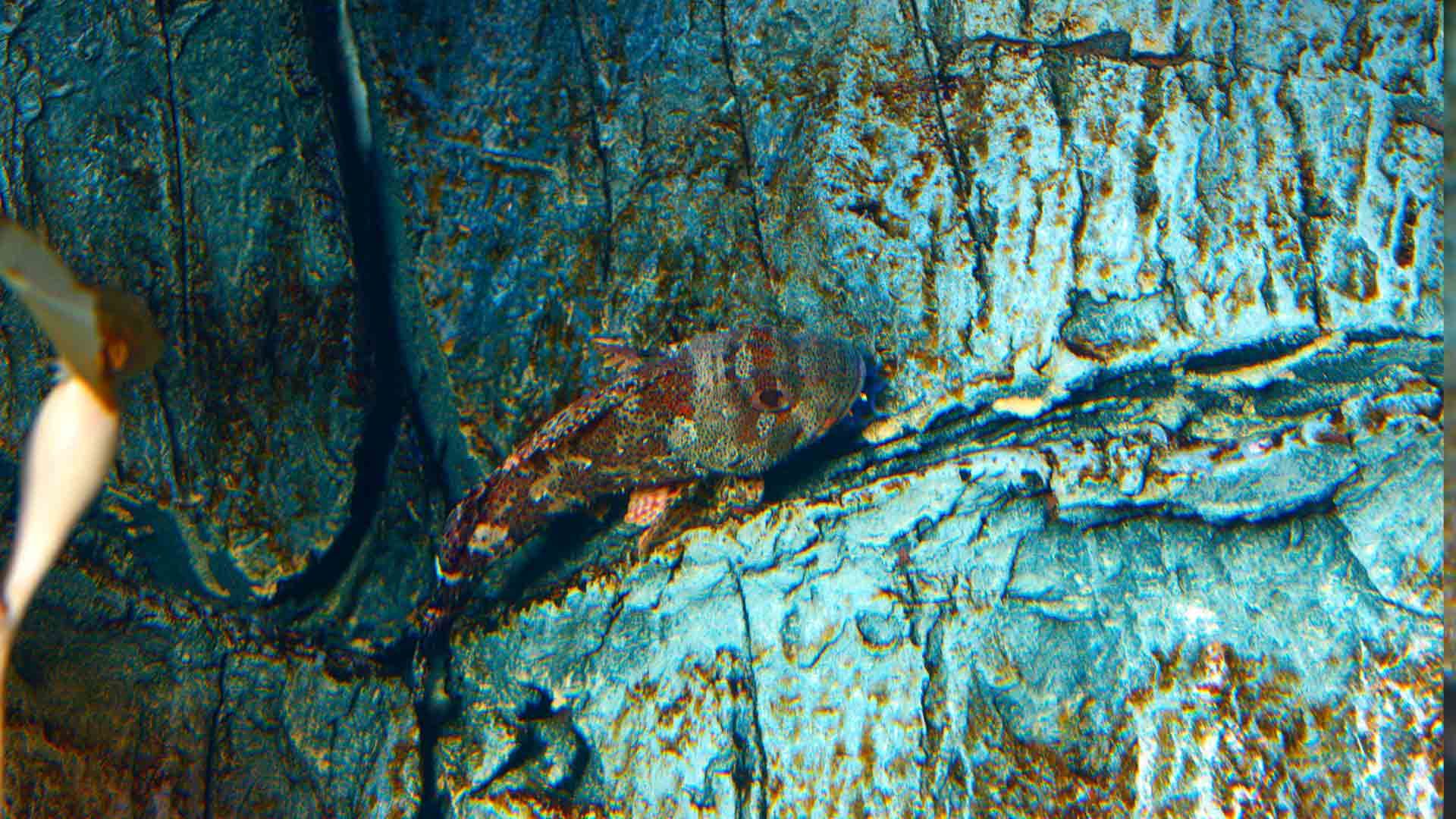 Black Scorpionfish