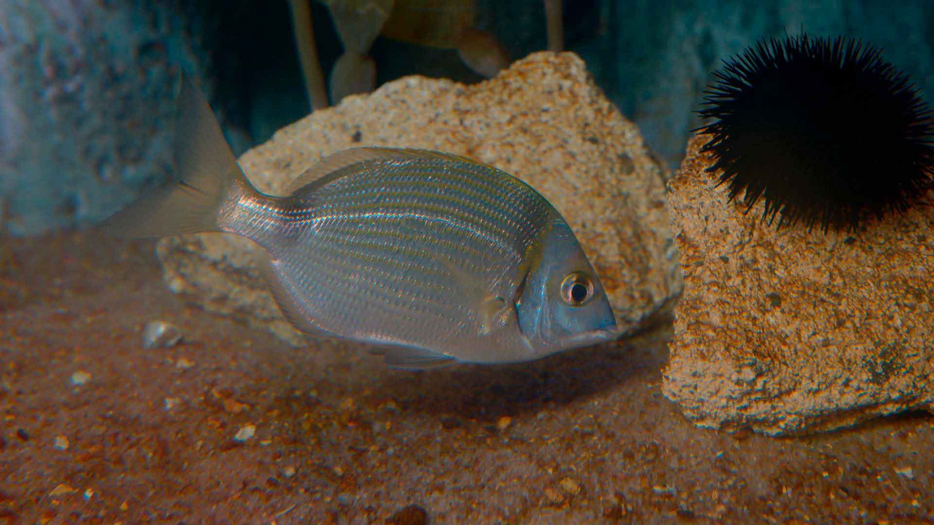 Two Banded Seabream