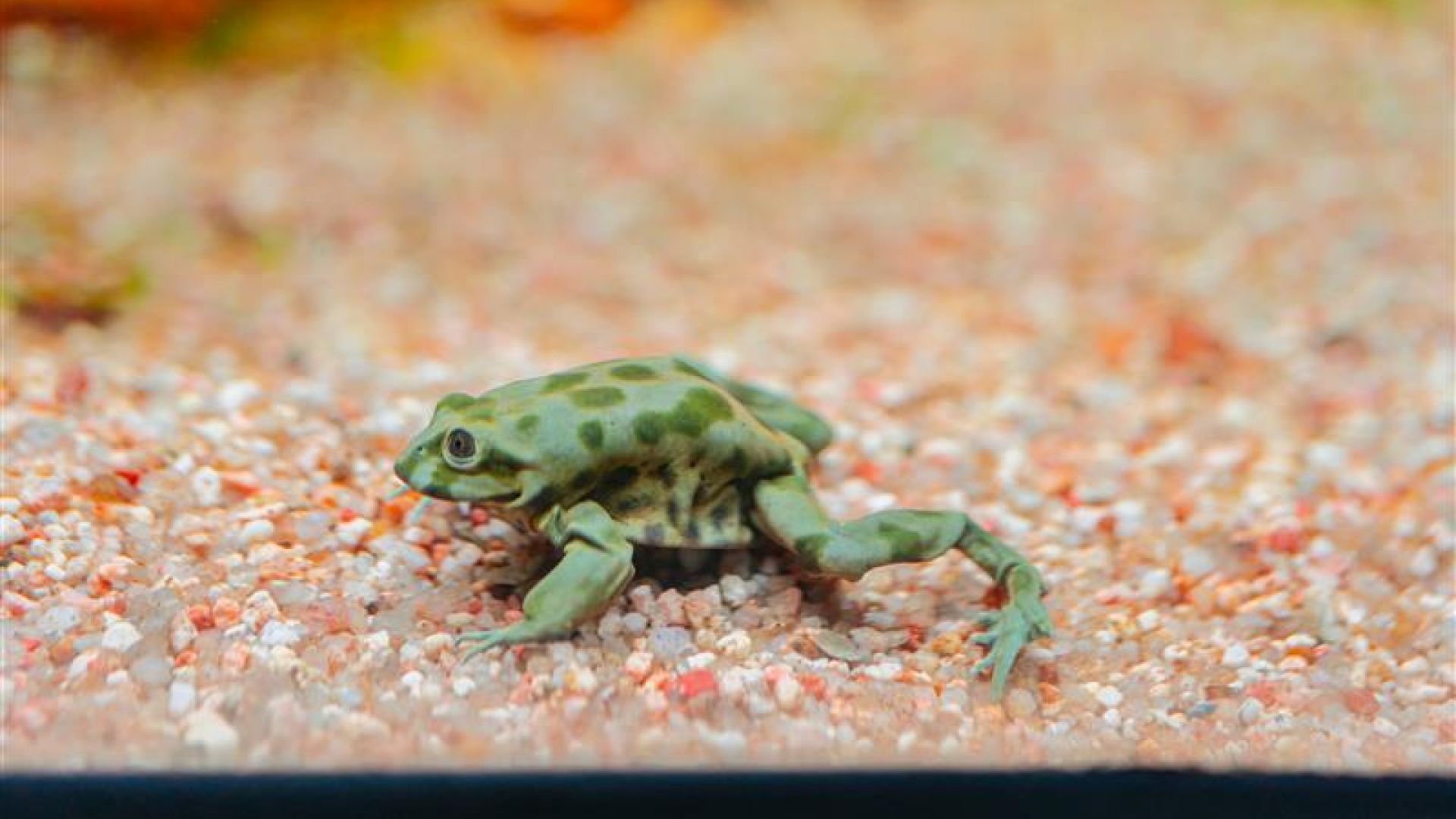 Rana gigante del Titicaca