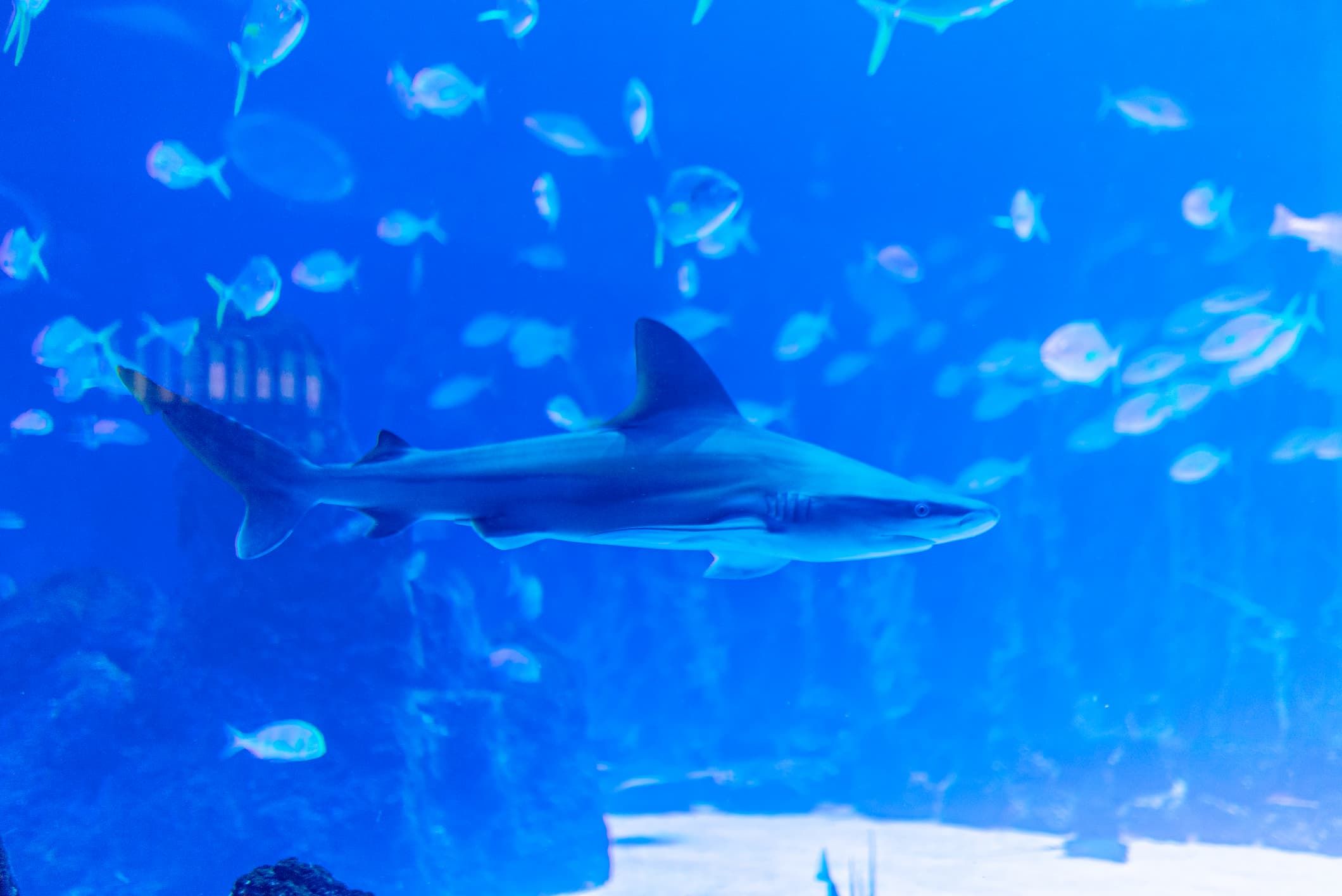 Sandbankhai (Carcharhinus plumbeus)