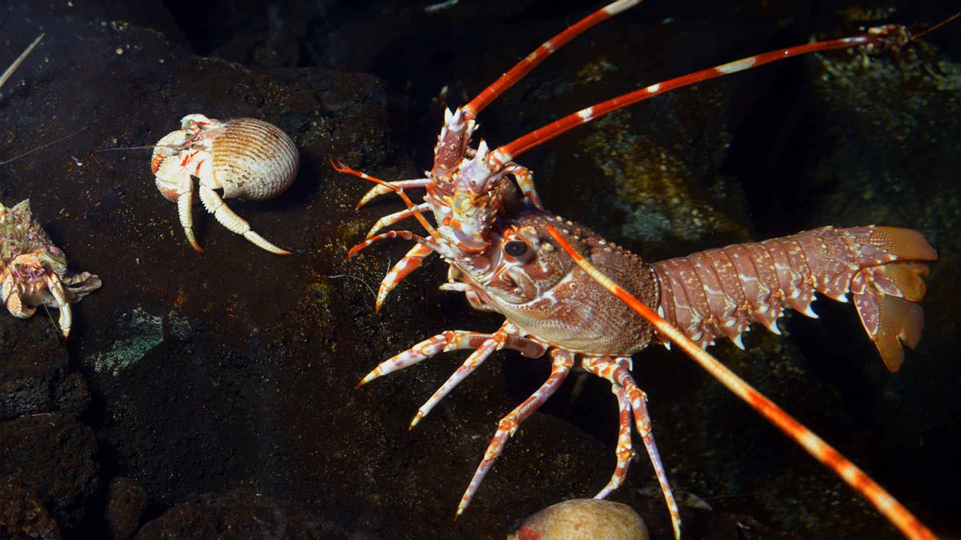 Pink Spiny Lobster