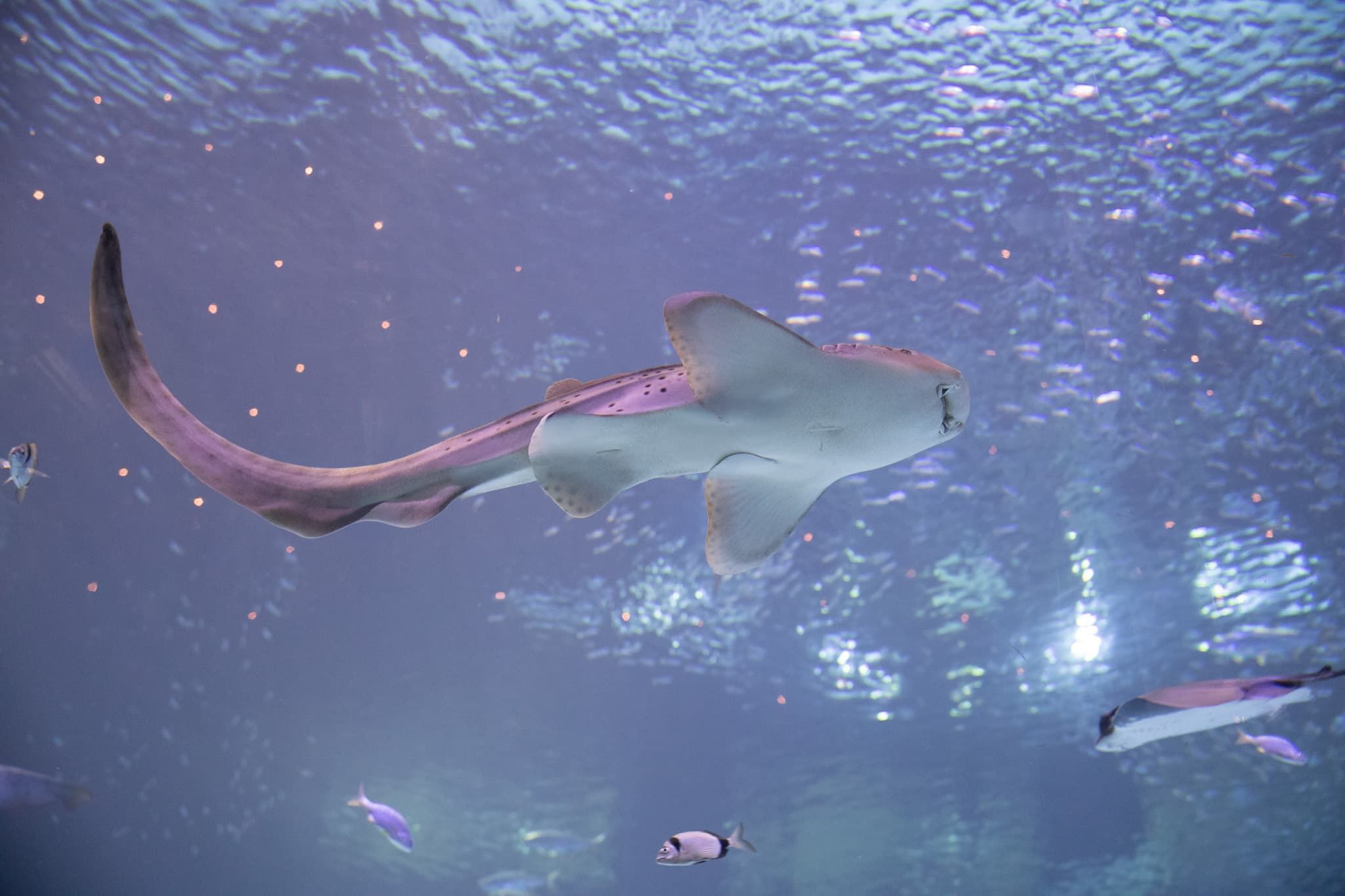 How do sharks reproduce