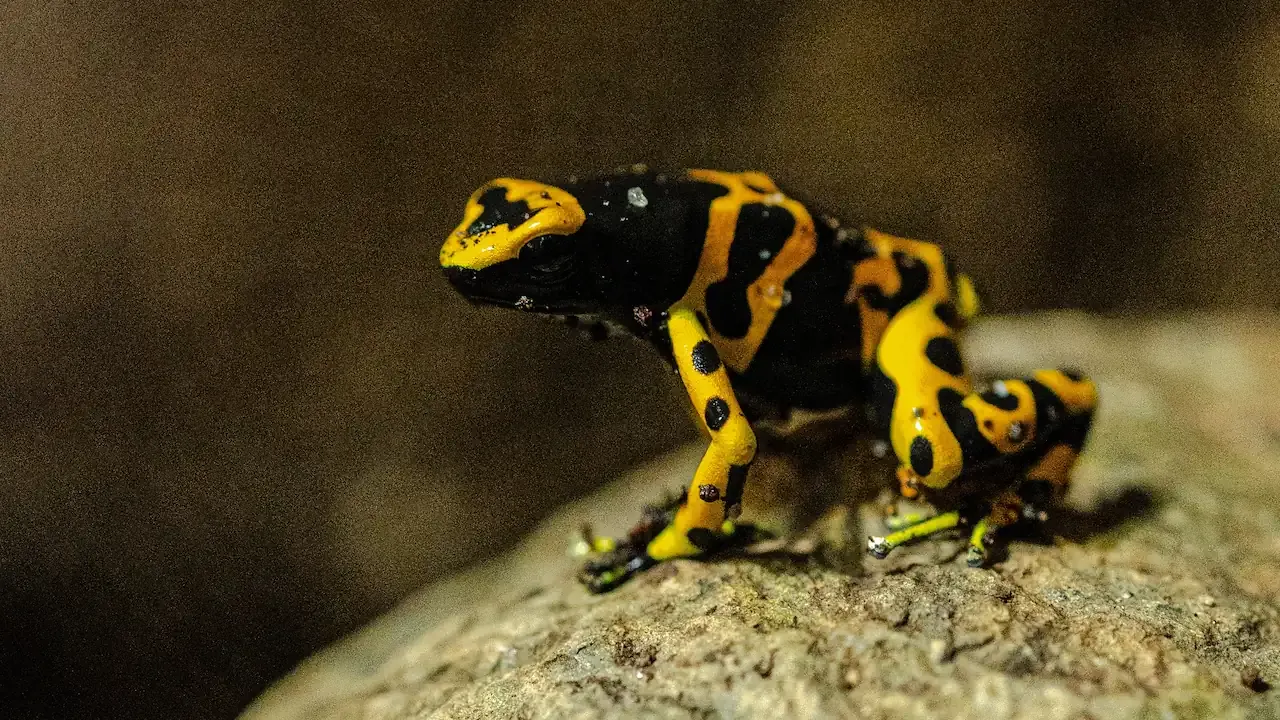 Side view Yellow-banded Poison Frog