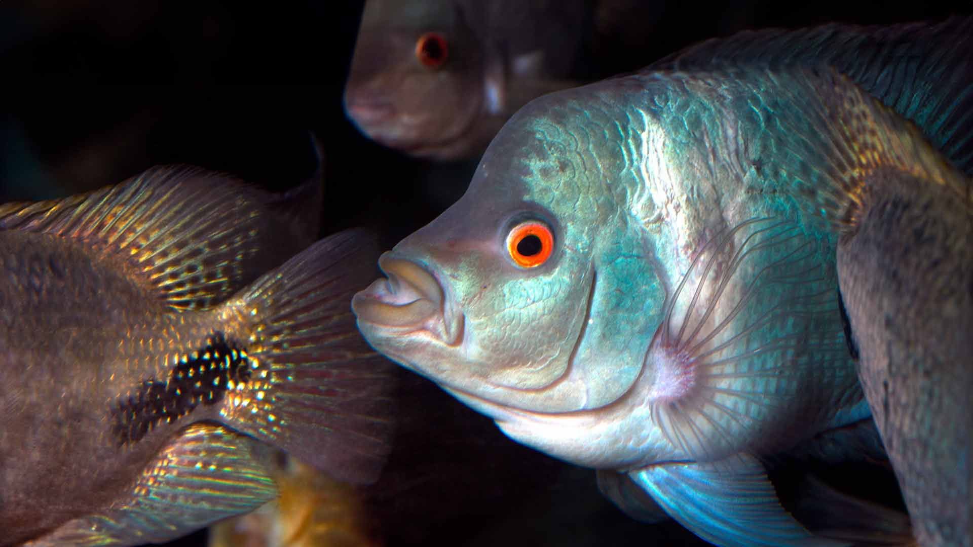 American Cichlid