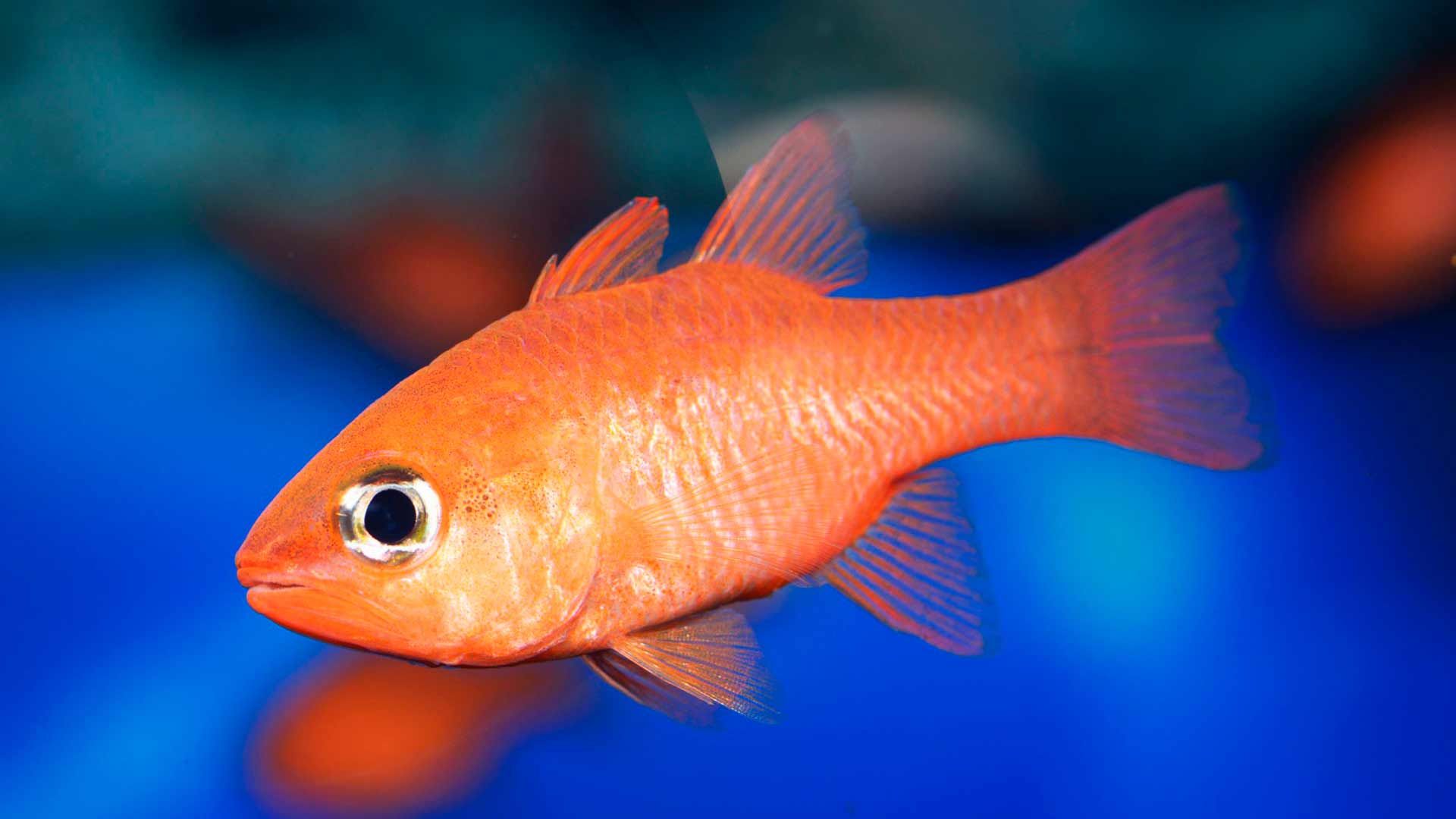 Meerbarbenkönig Poema Del Mar Aquarium Gran Canaria