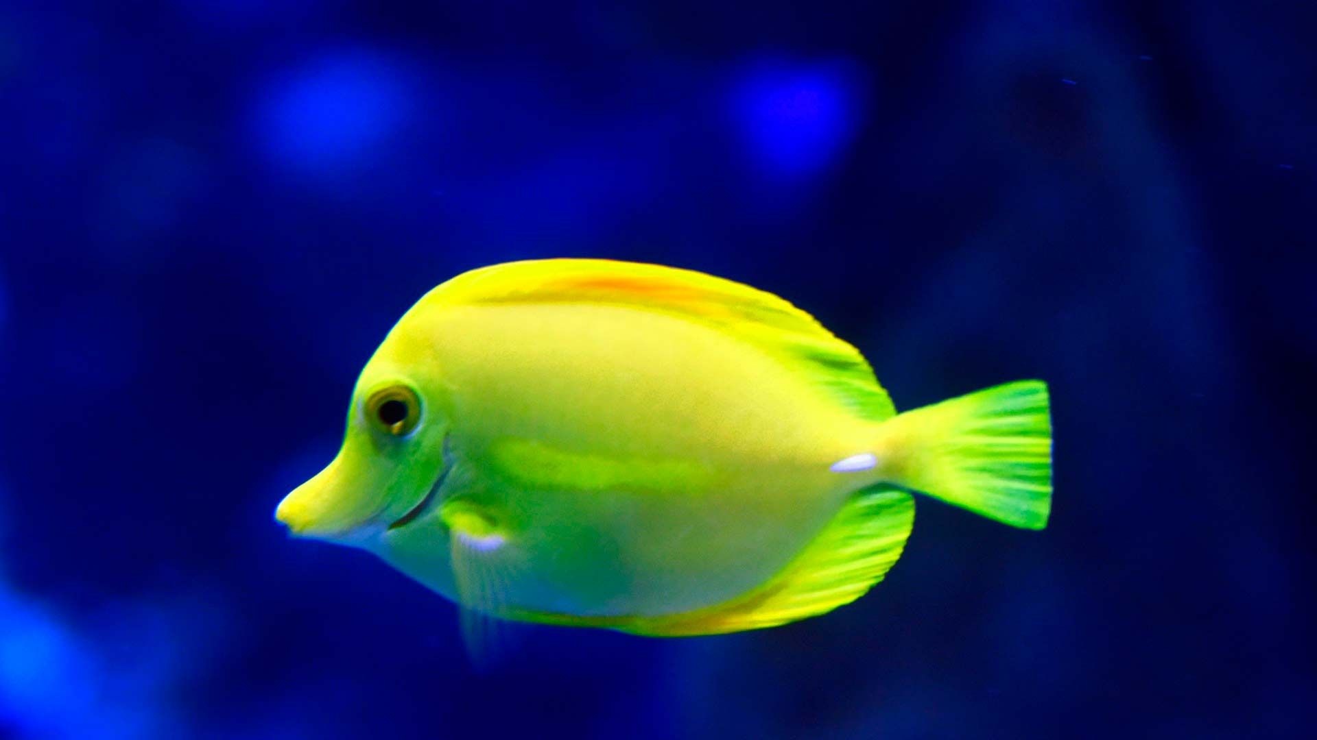 Yellow surgeonfish Poema Del Mar Aquarium Gran Canaria