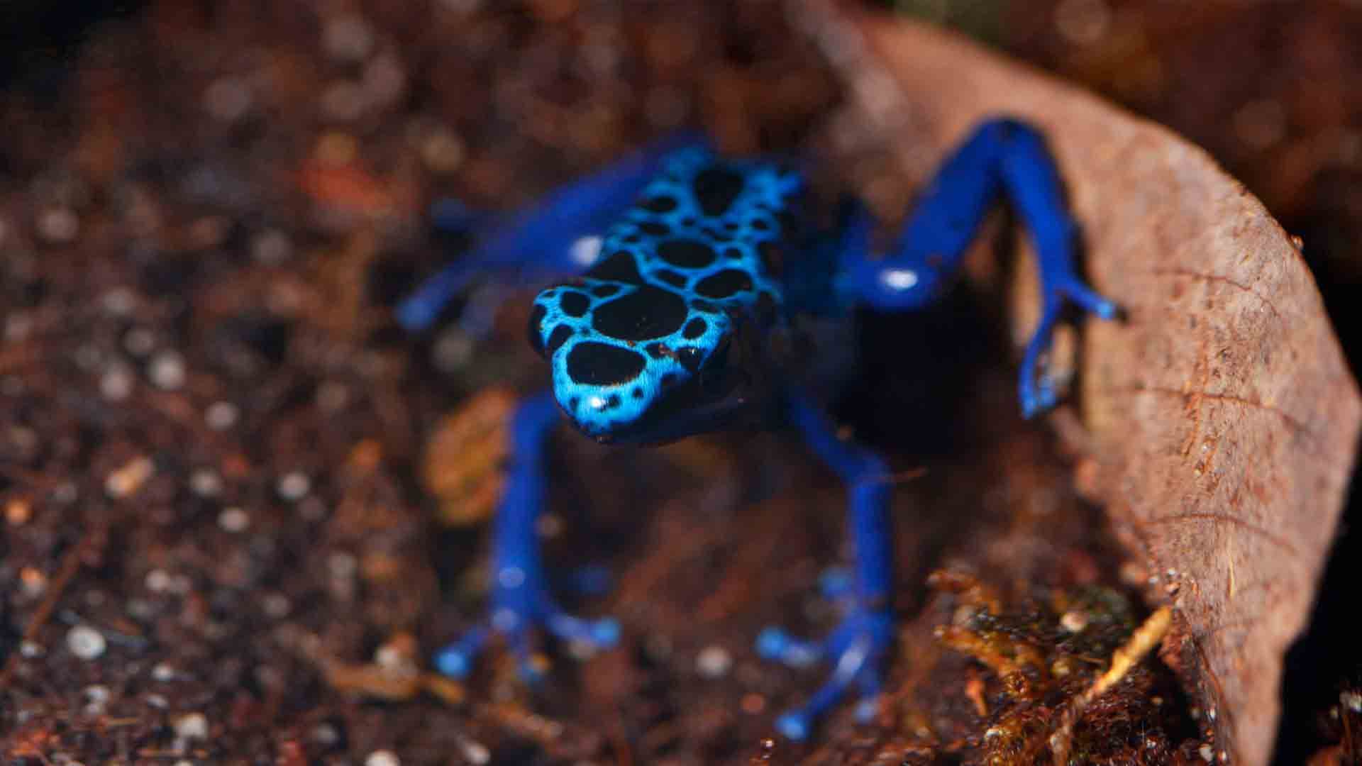 Blue Poison Dart Frog