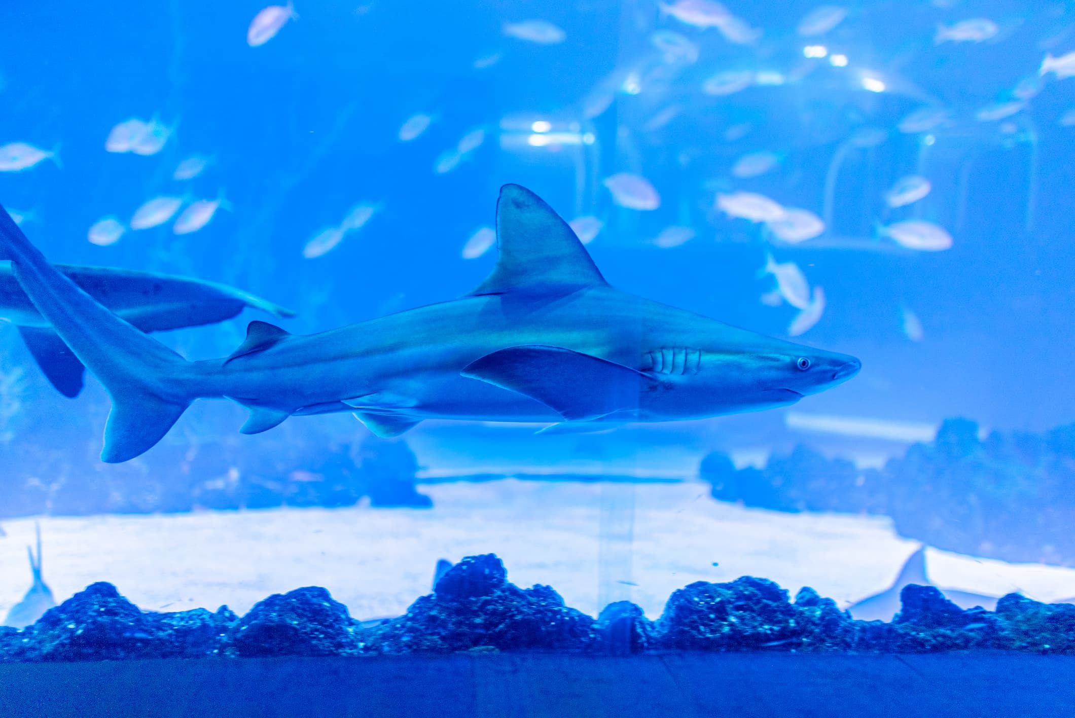 Carcharhinus plumbeus
