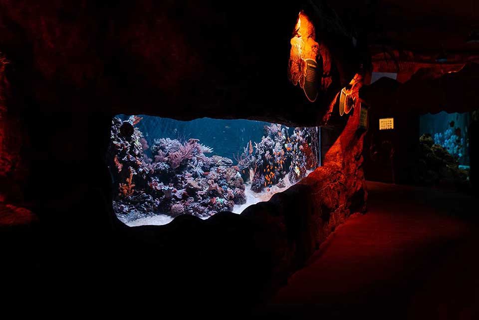 Rotes Meer Poema del Mar Aquarium