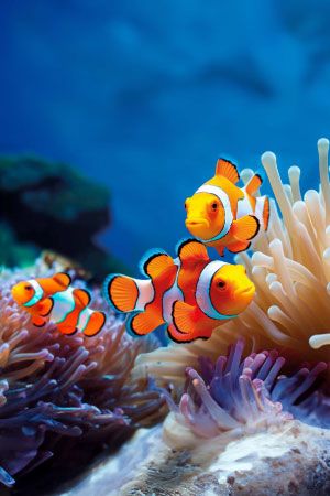 Nemo Clownfish Poema del Mar Aquarium Gran Canaria