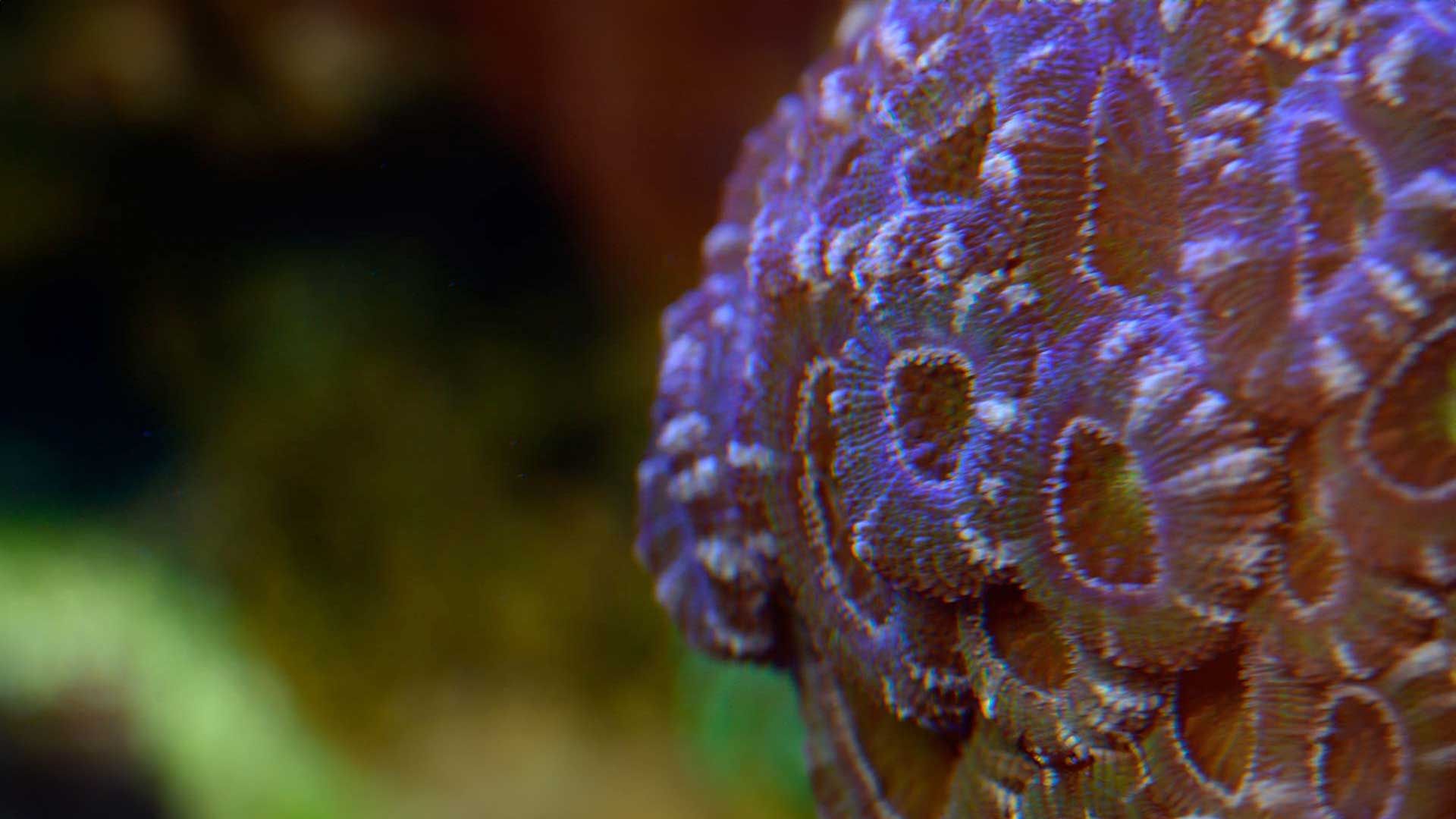 Großpolypige Steinkoralle Poema Del Mar Aquarium Gran Canaria