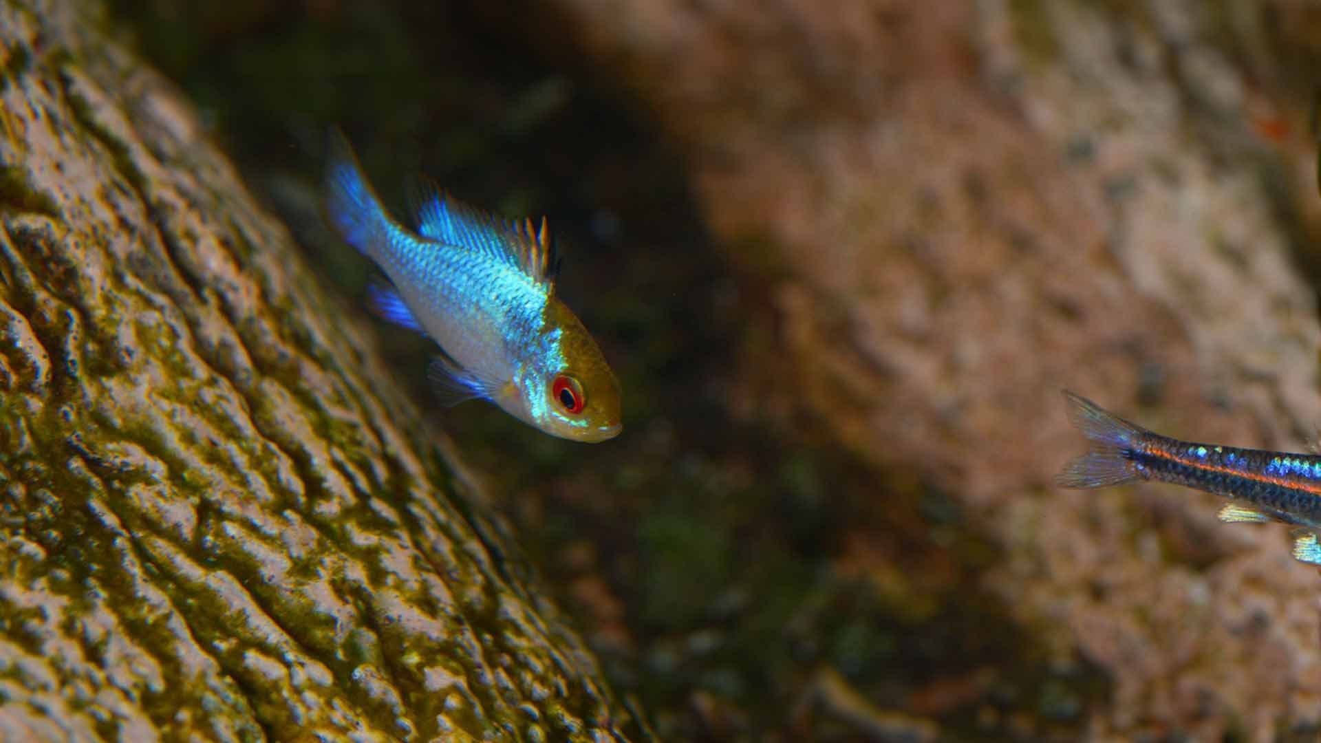 Butterfly Cichlid