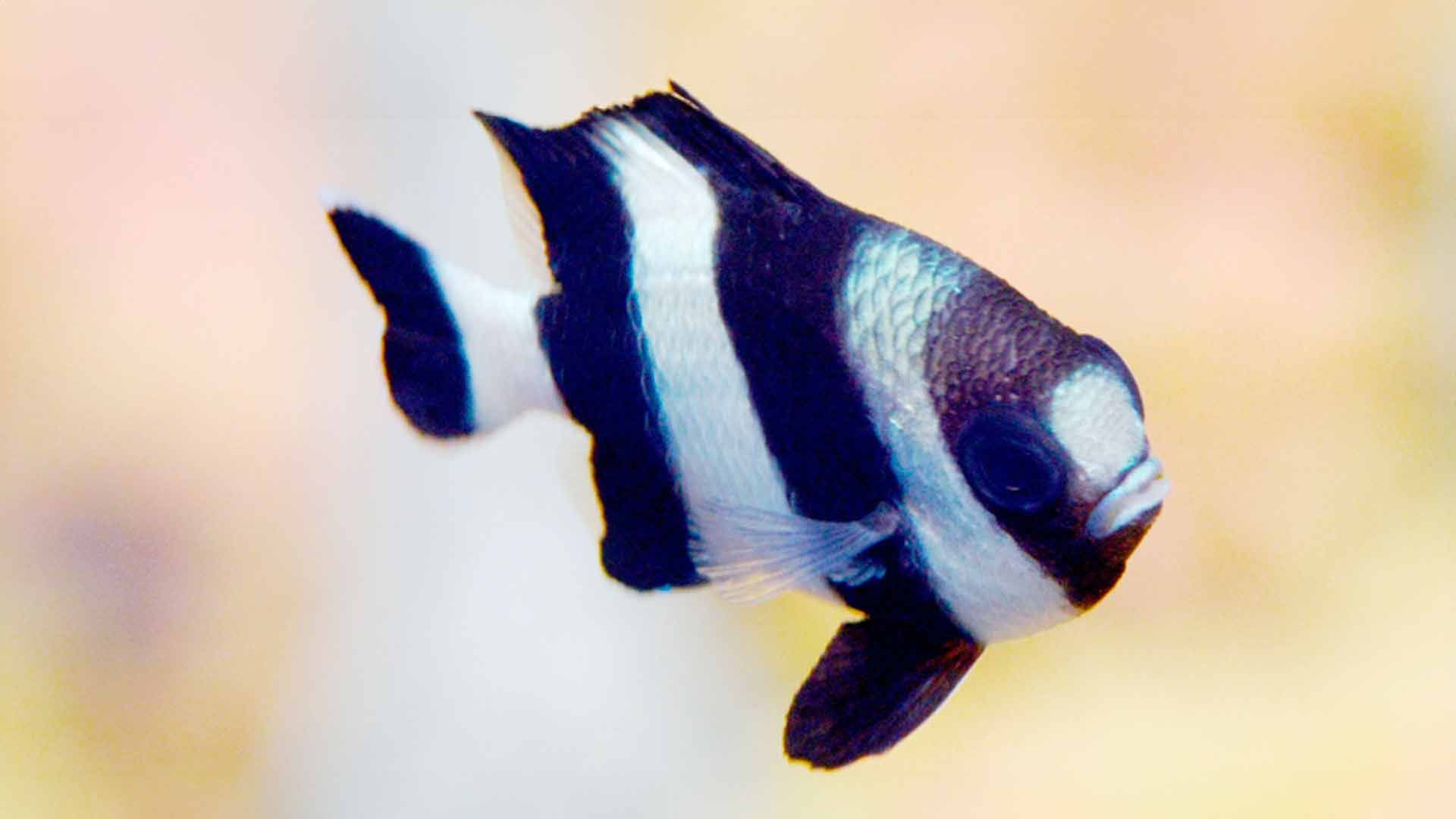 Three Striped Damselfish