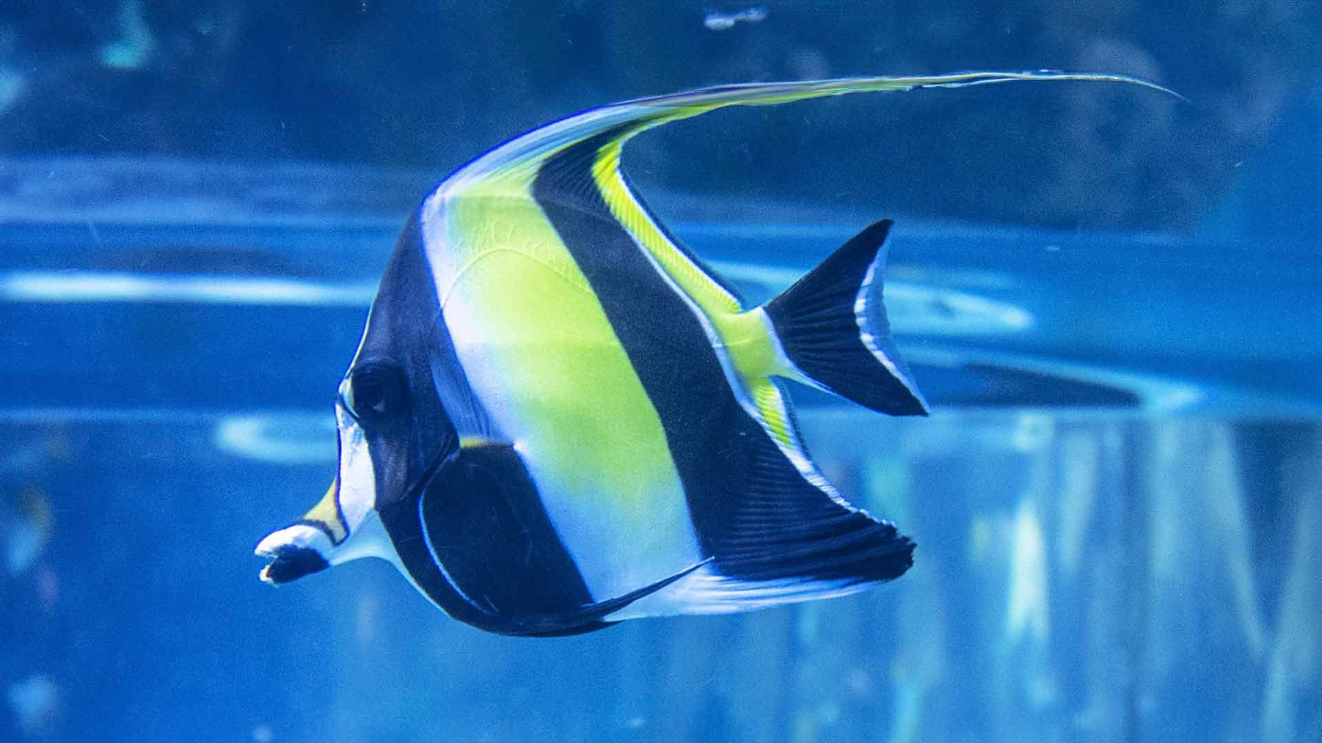 Moorish Idol