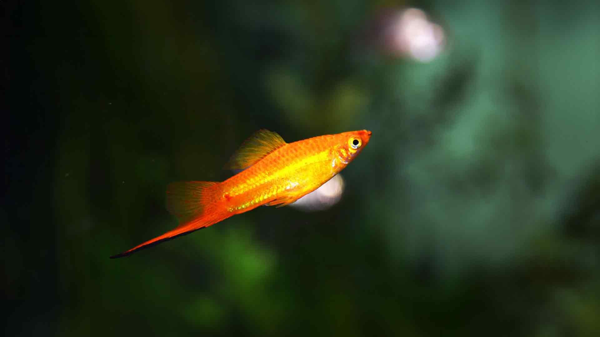 Molly-Fisch Poema del Mar Aquarium Gran Canaria