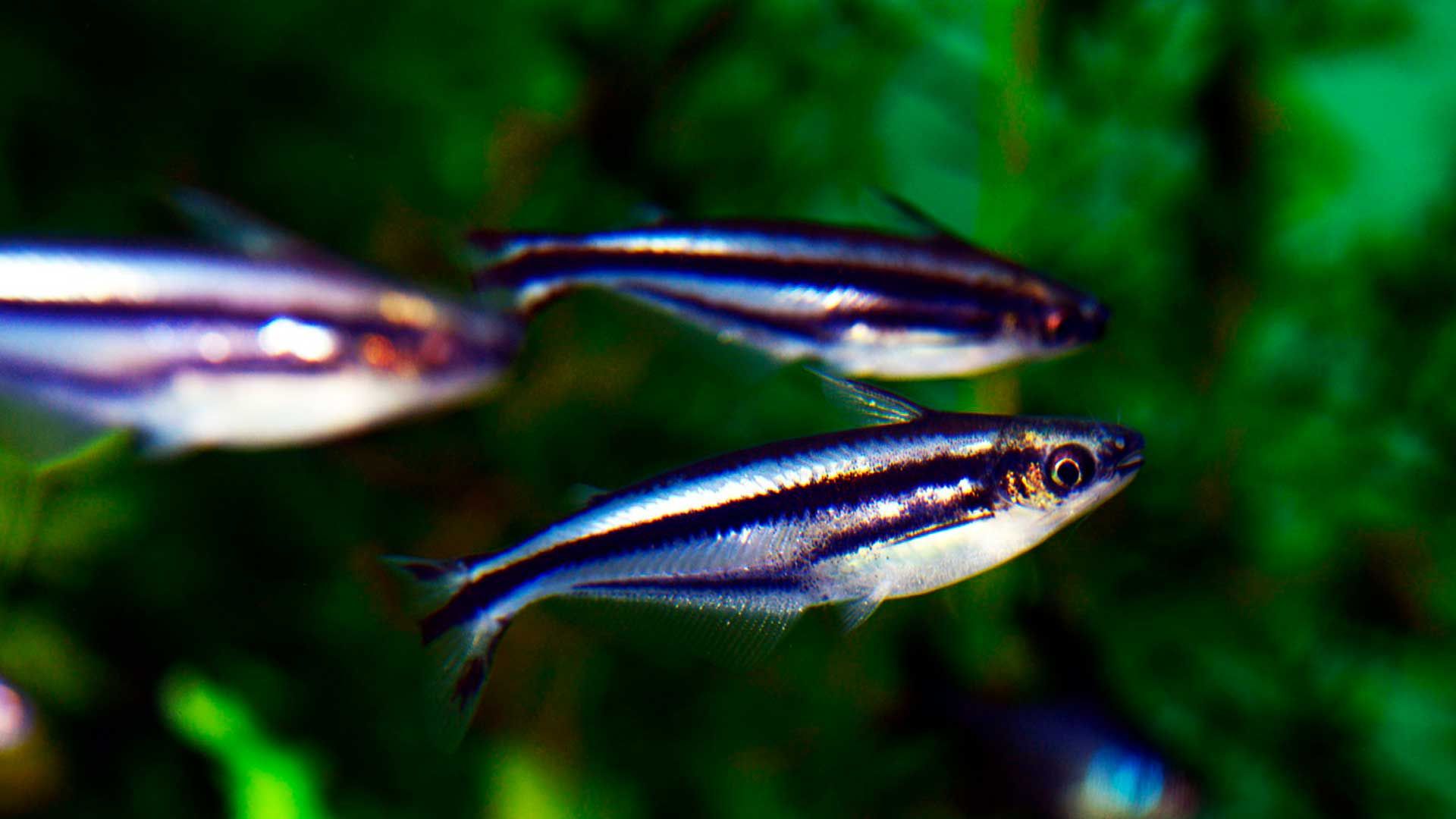 Striped Raphael Catfish