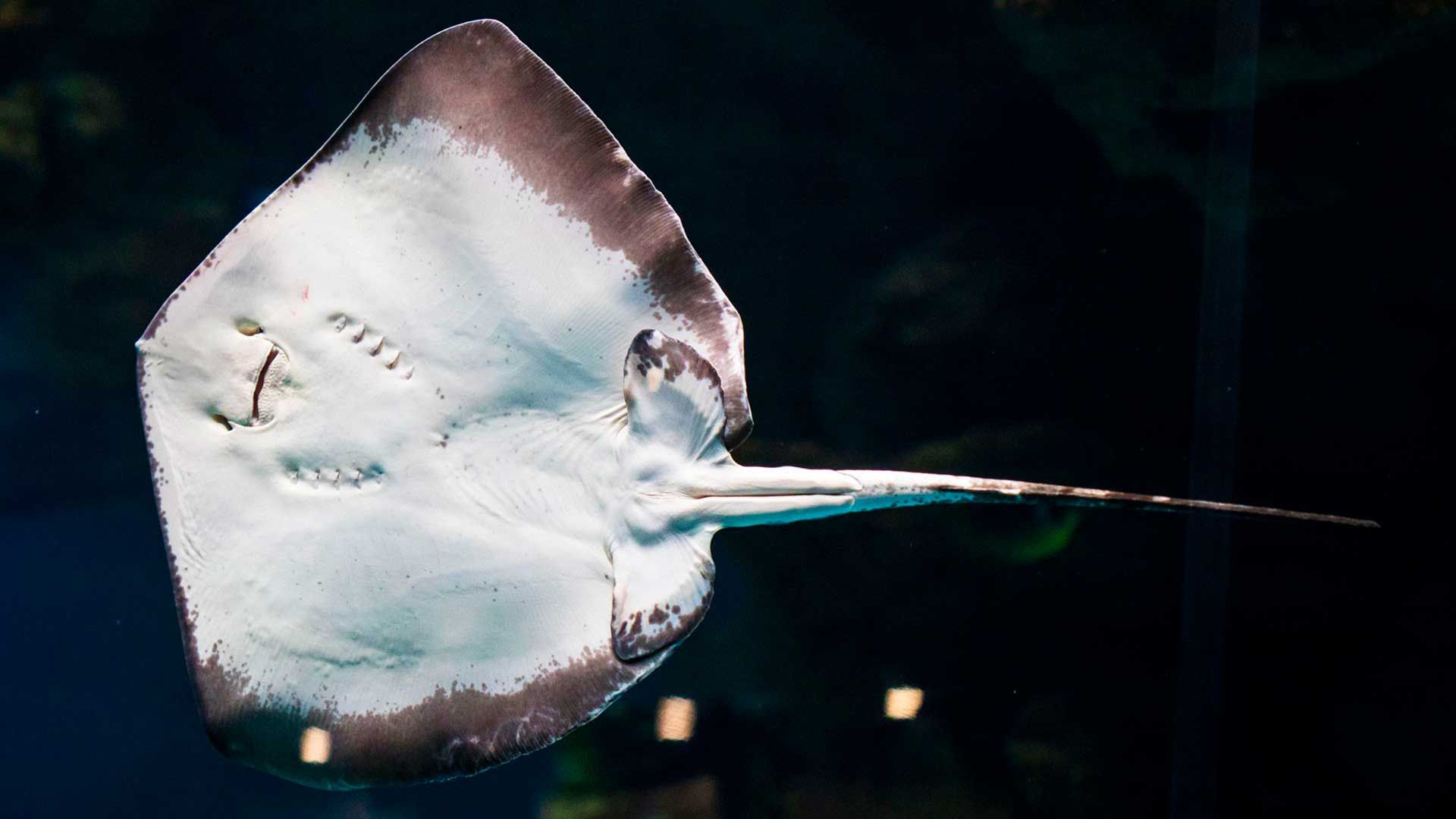 Atlantic Stingray