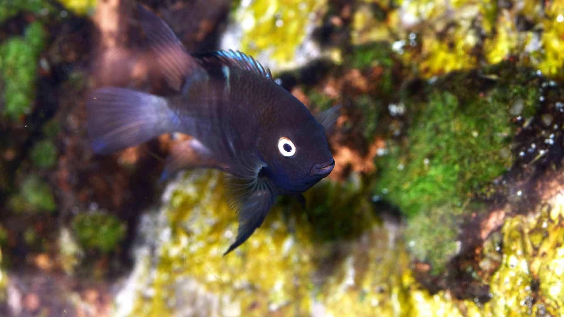 Sajica Cichlid