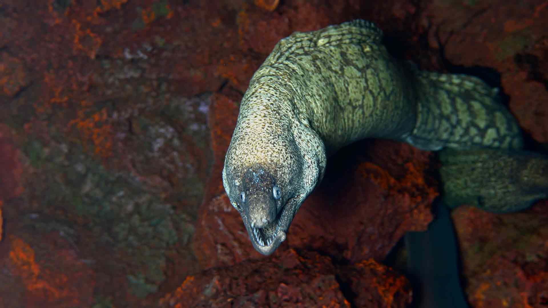 Morena del Mediterráneo