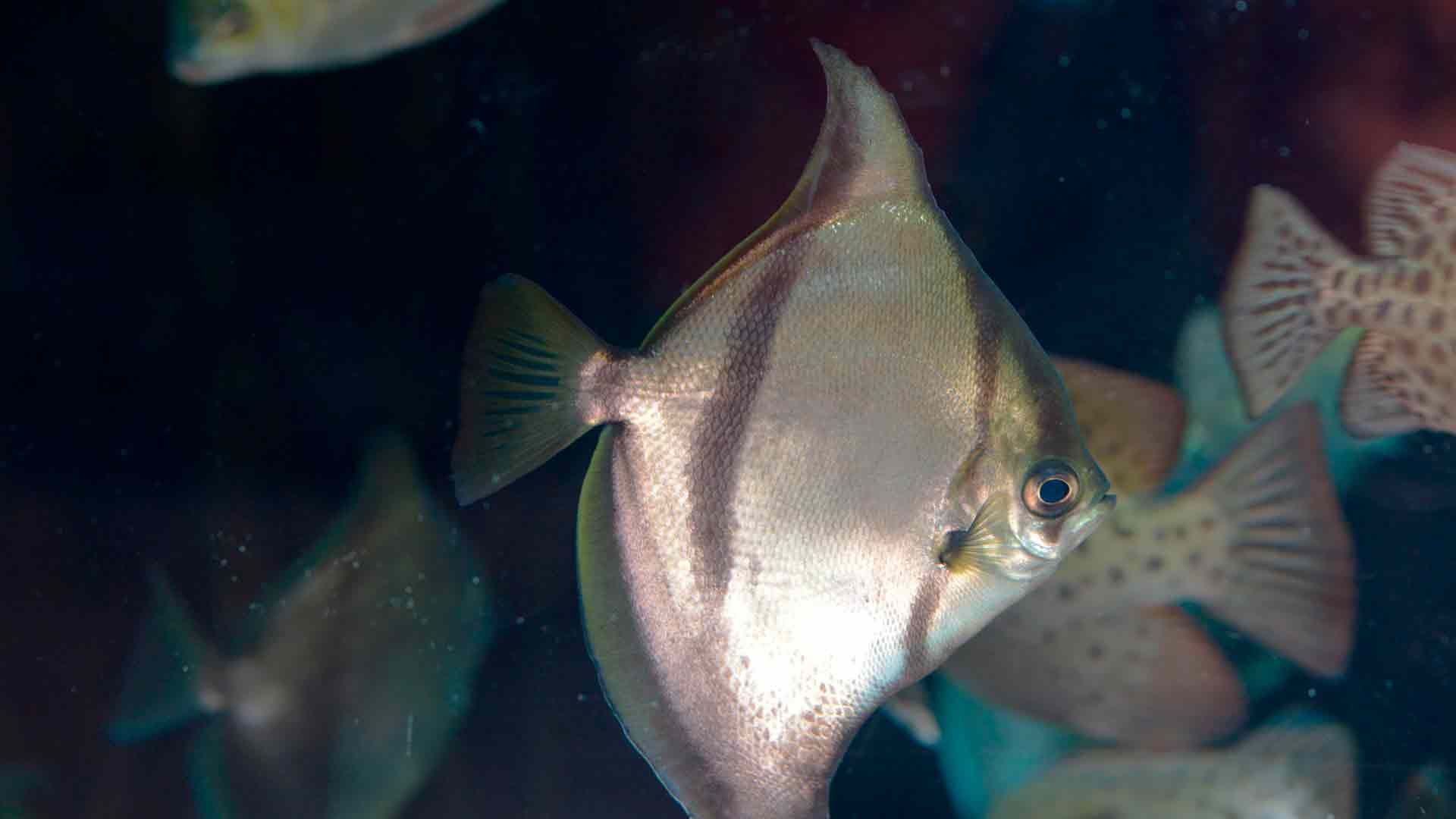 African Moonfish