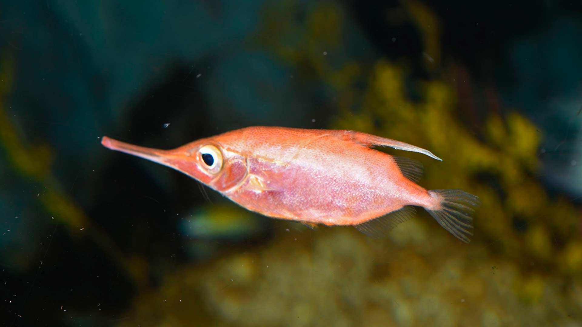 Trumpetfish