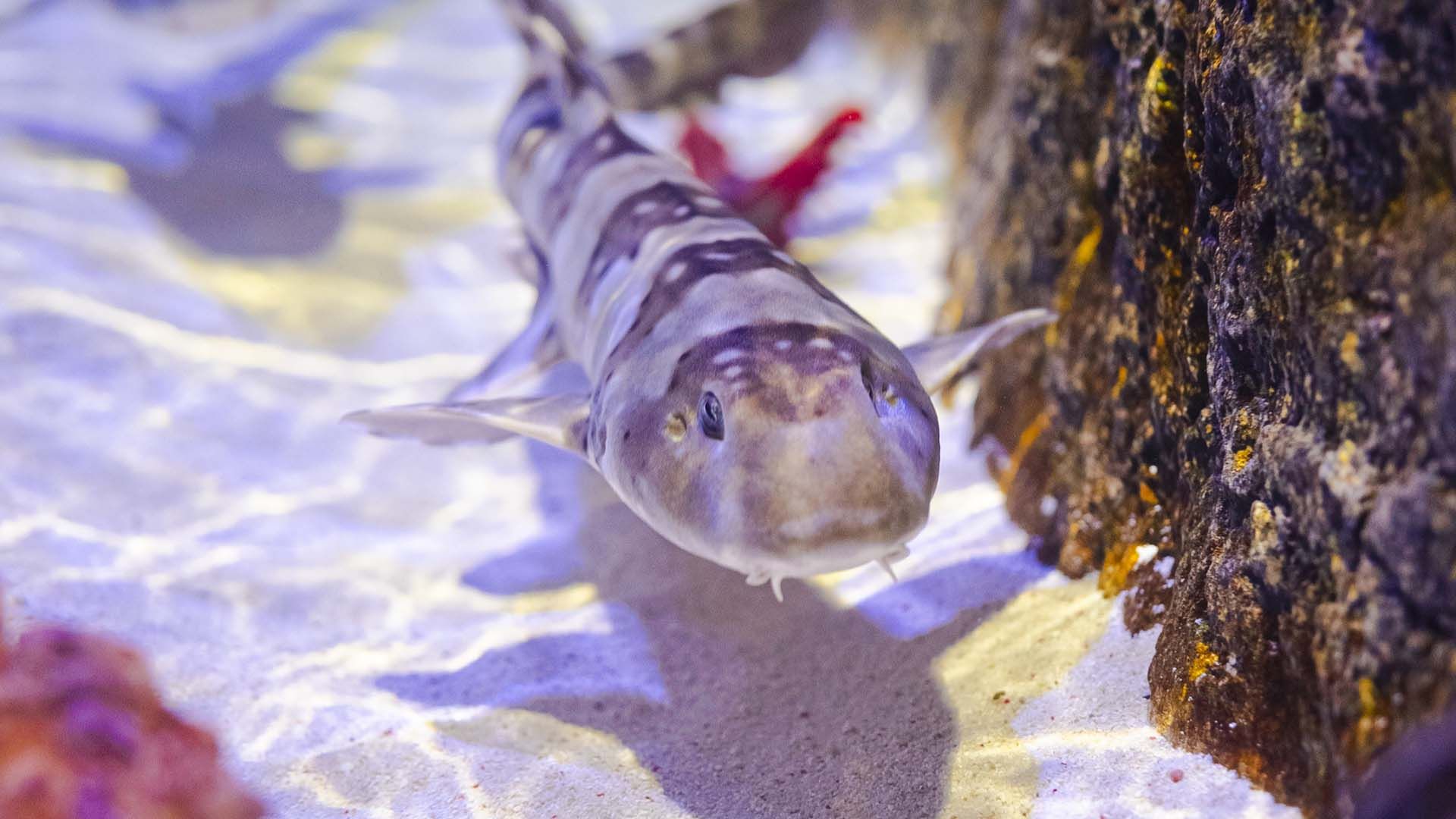 Weißpunkt-Bambushai Poema Del Mar Aquarium Gran Canaria