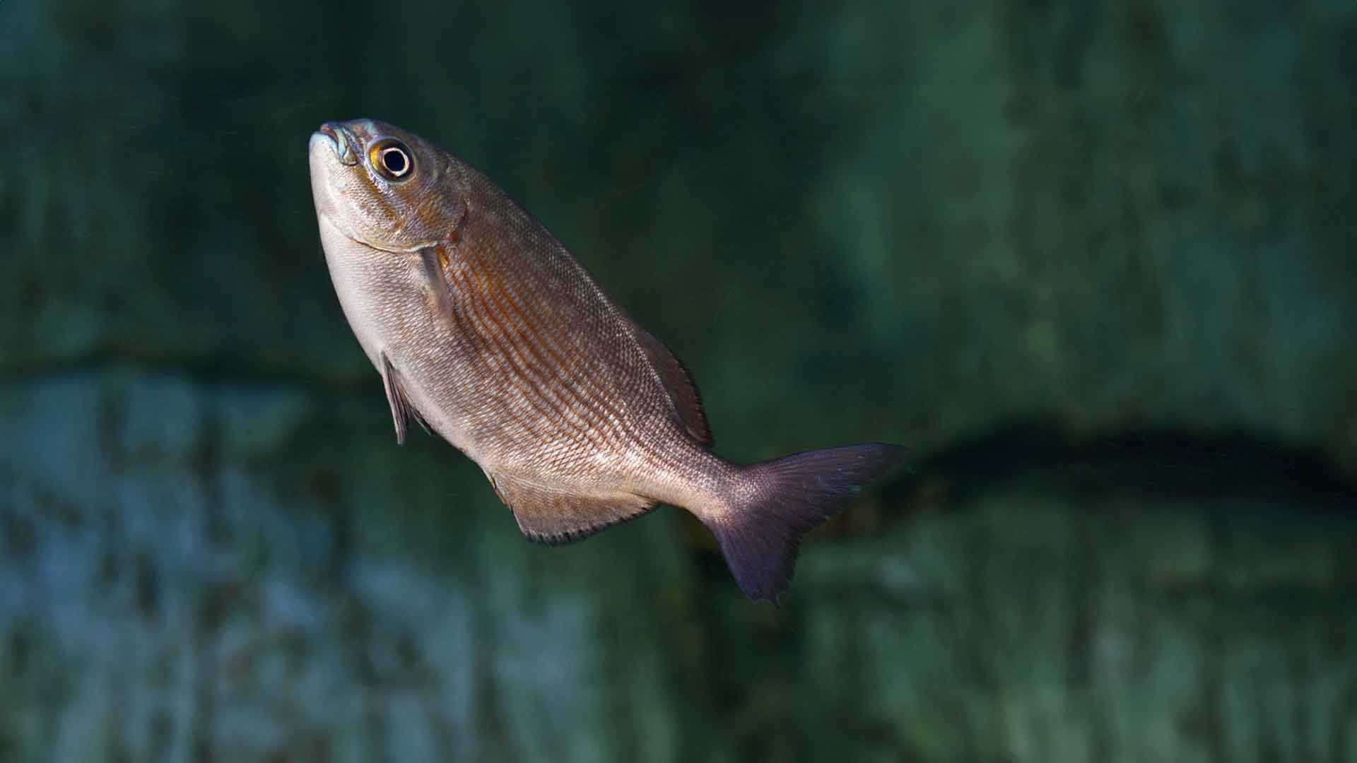 Bermuda Ruderfisch