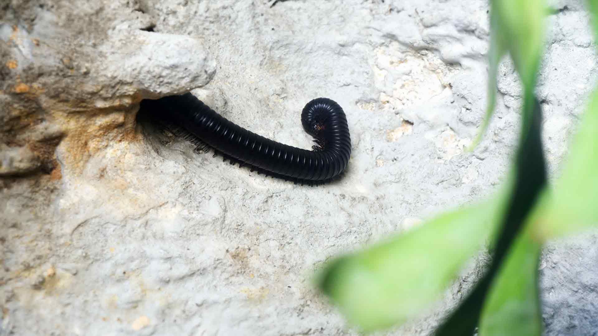 Giant African Millipede