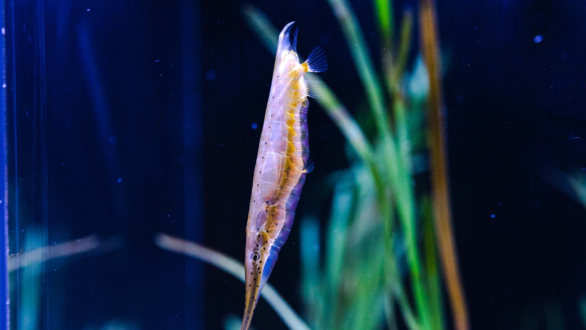 Speckled shrimpfish Poema del Mar Aquarium Gran Canaria