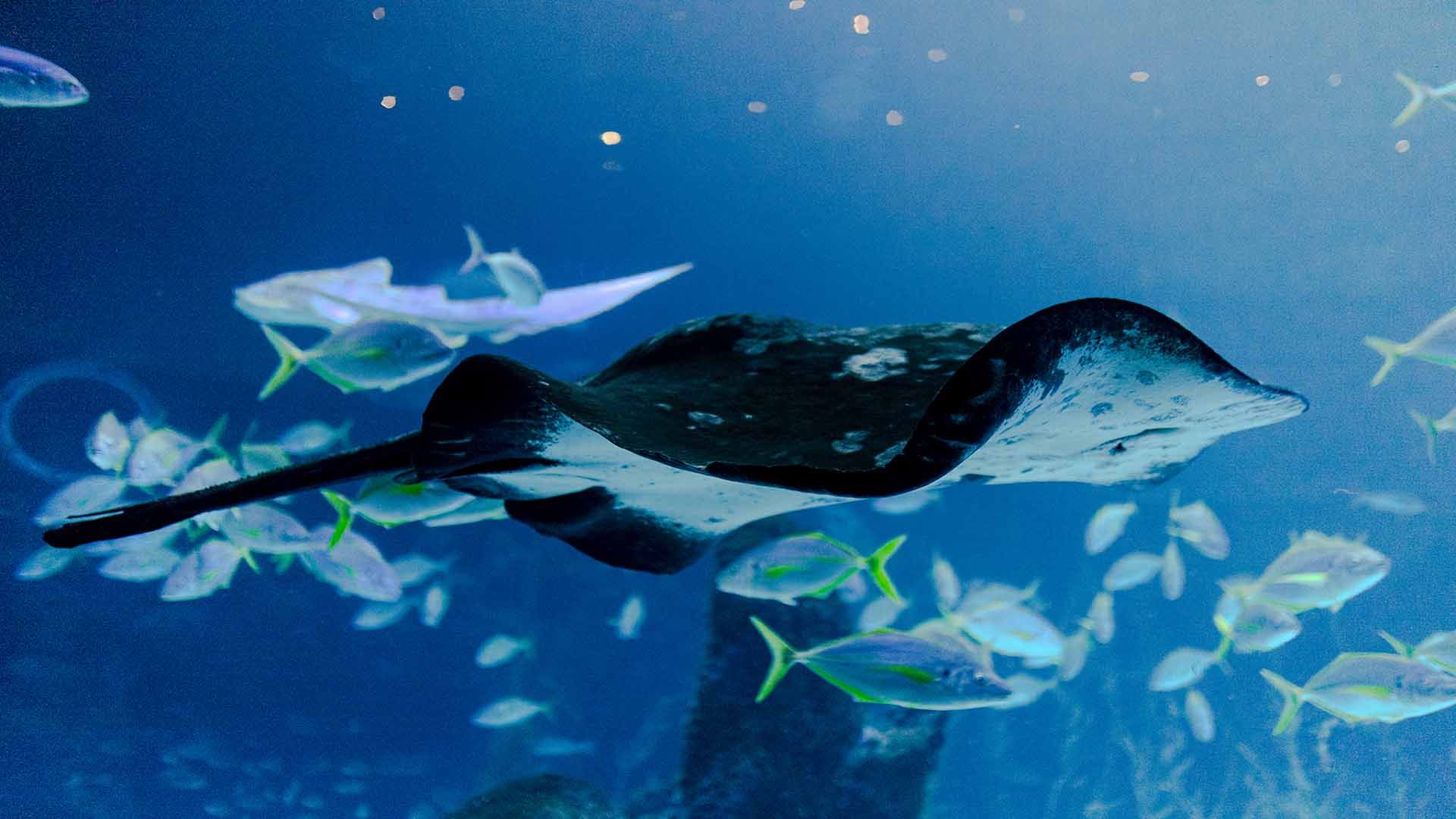 Raufschwanz Stechrochen Poema Del Mar Aquarium Gran Canaria