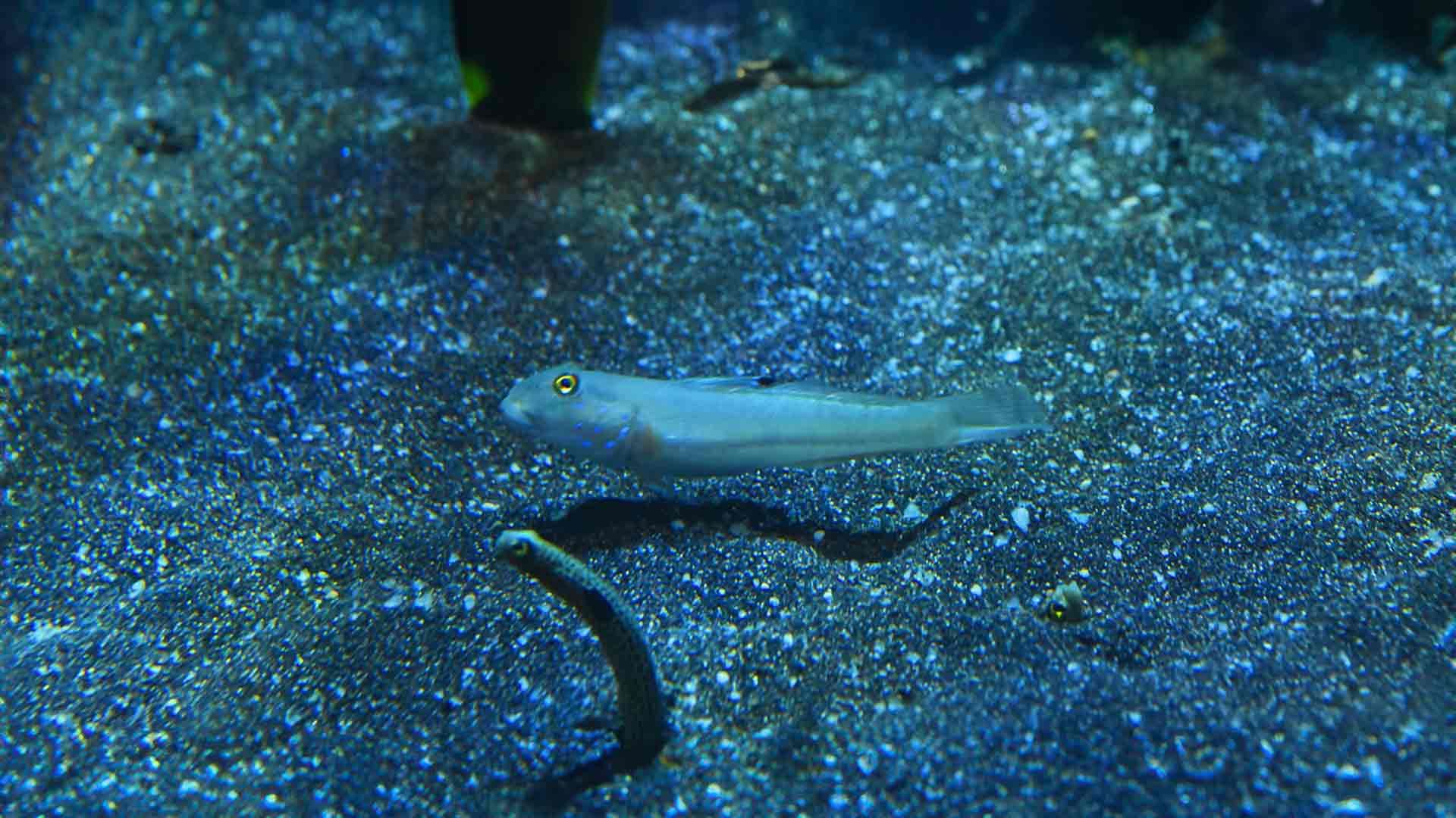 Sleeper Blue Dot Goby