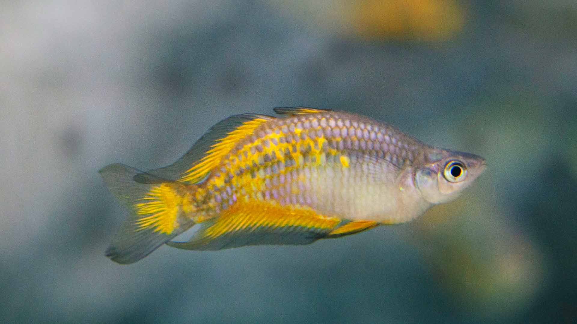 Parkinson Rainbowfish