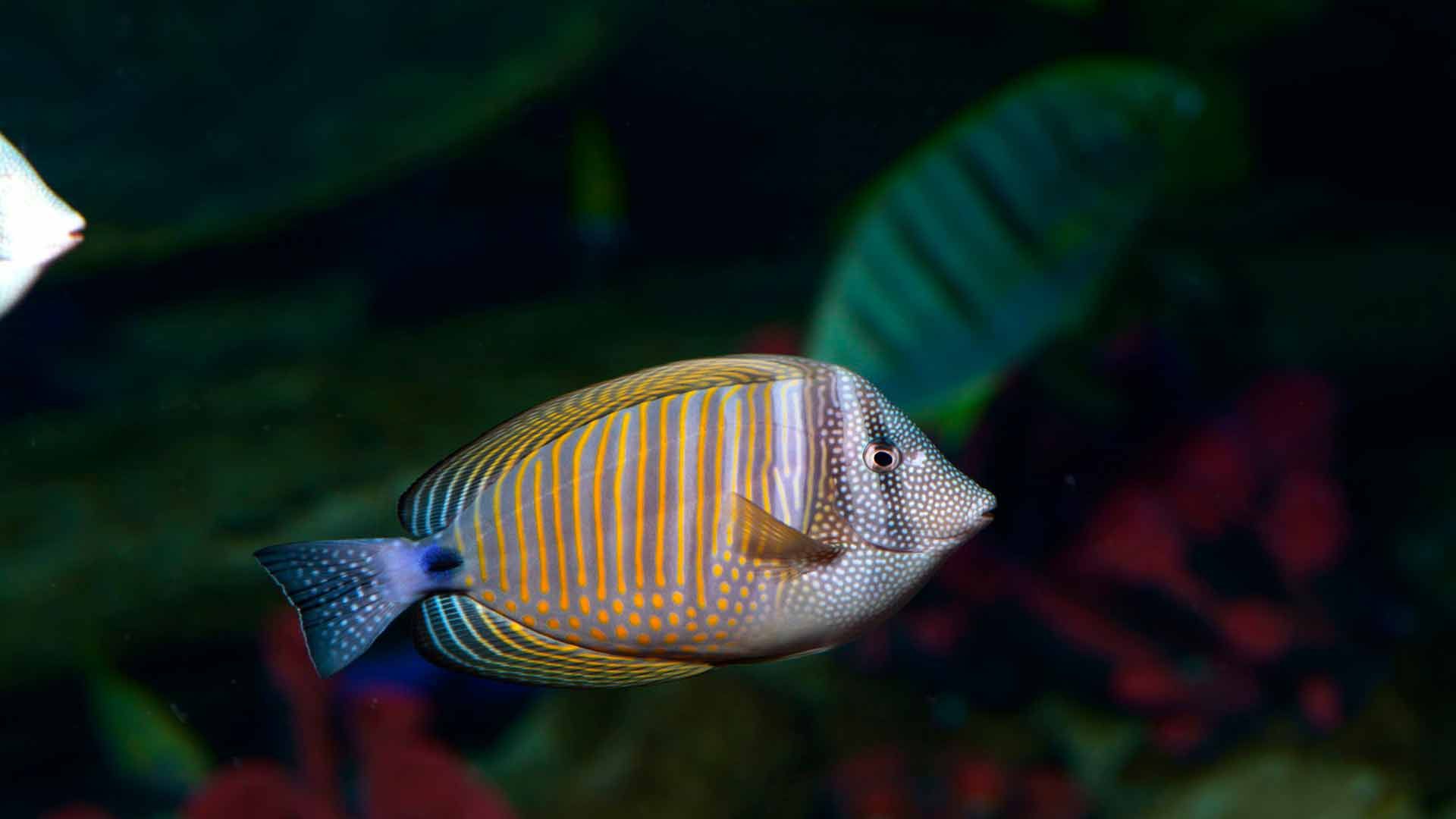 Sailfin Tang