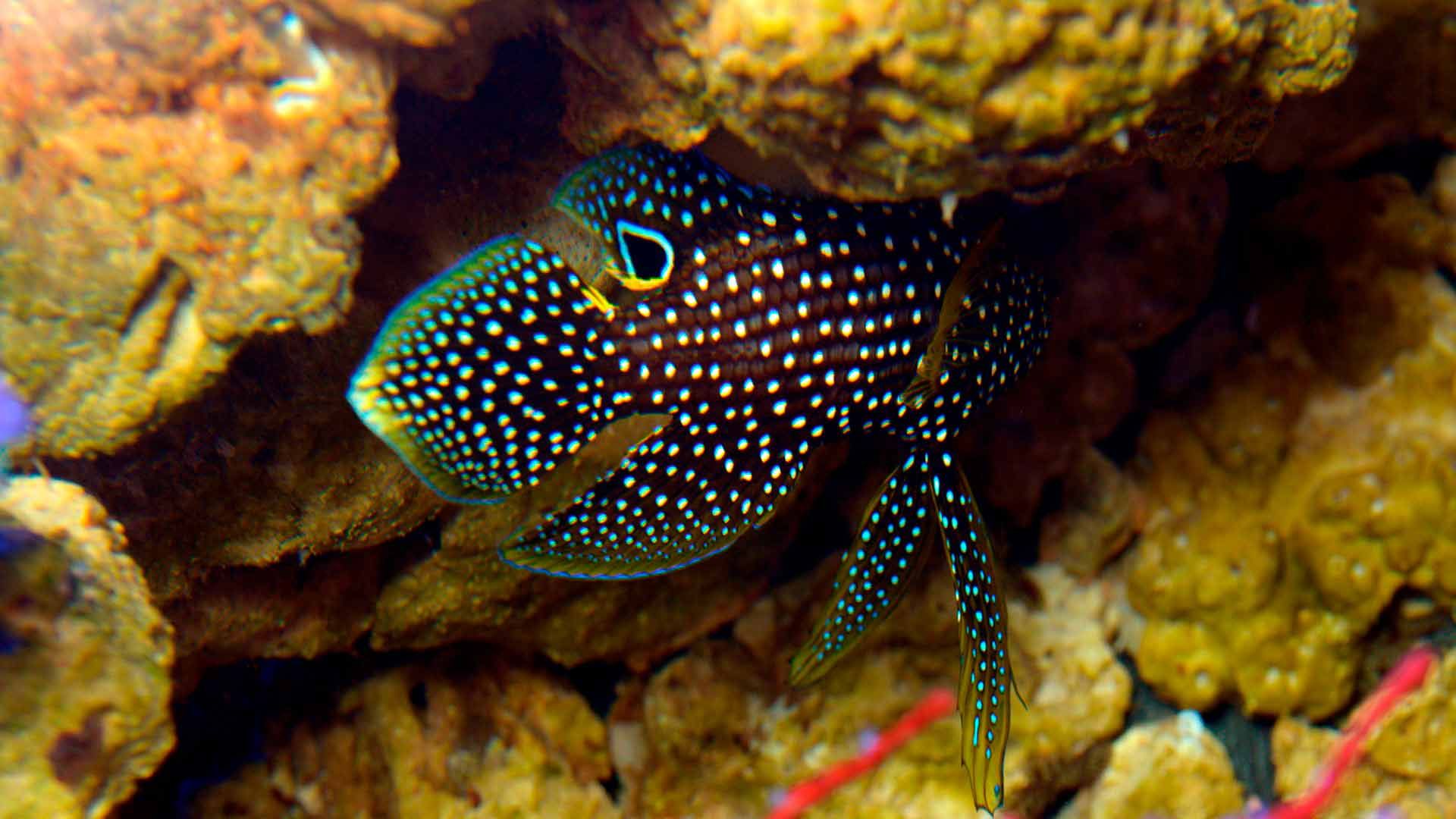 Comet Tailed Goldfish